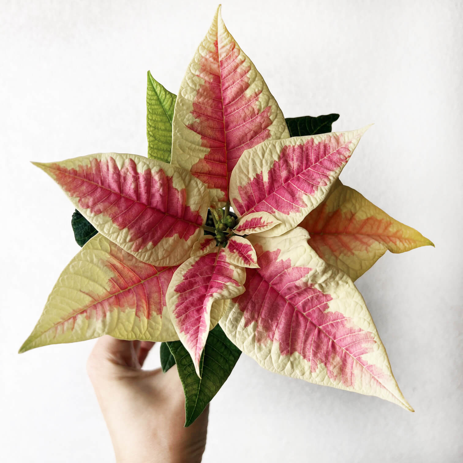 Stella di Natale/ Euphorbia pulch. Saturnus Marble