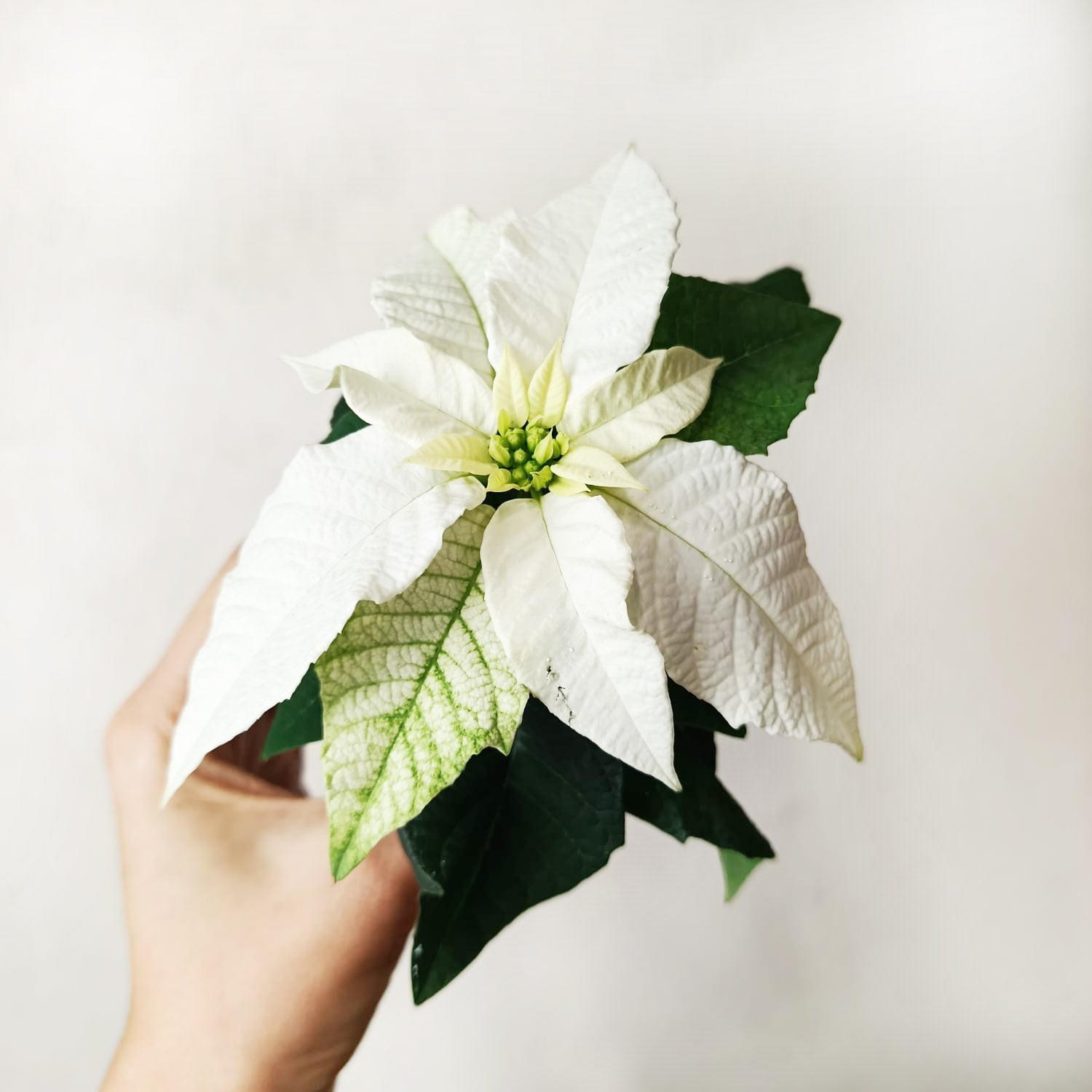 Stella di Natale/ Euphorbia pulch. White