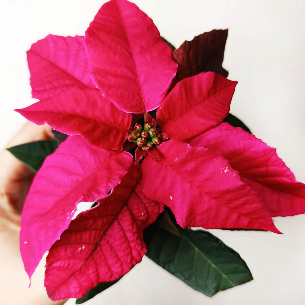 Stella di Natale/ Euphorbia pulch. Magenta