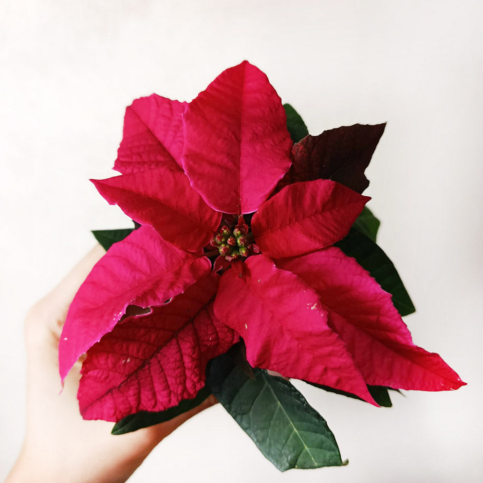 Stella di Natale/ Euphorbia pulch. Magenta