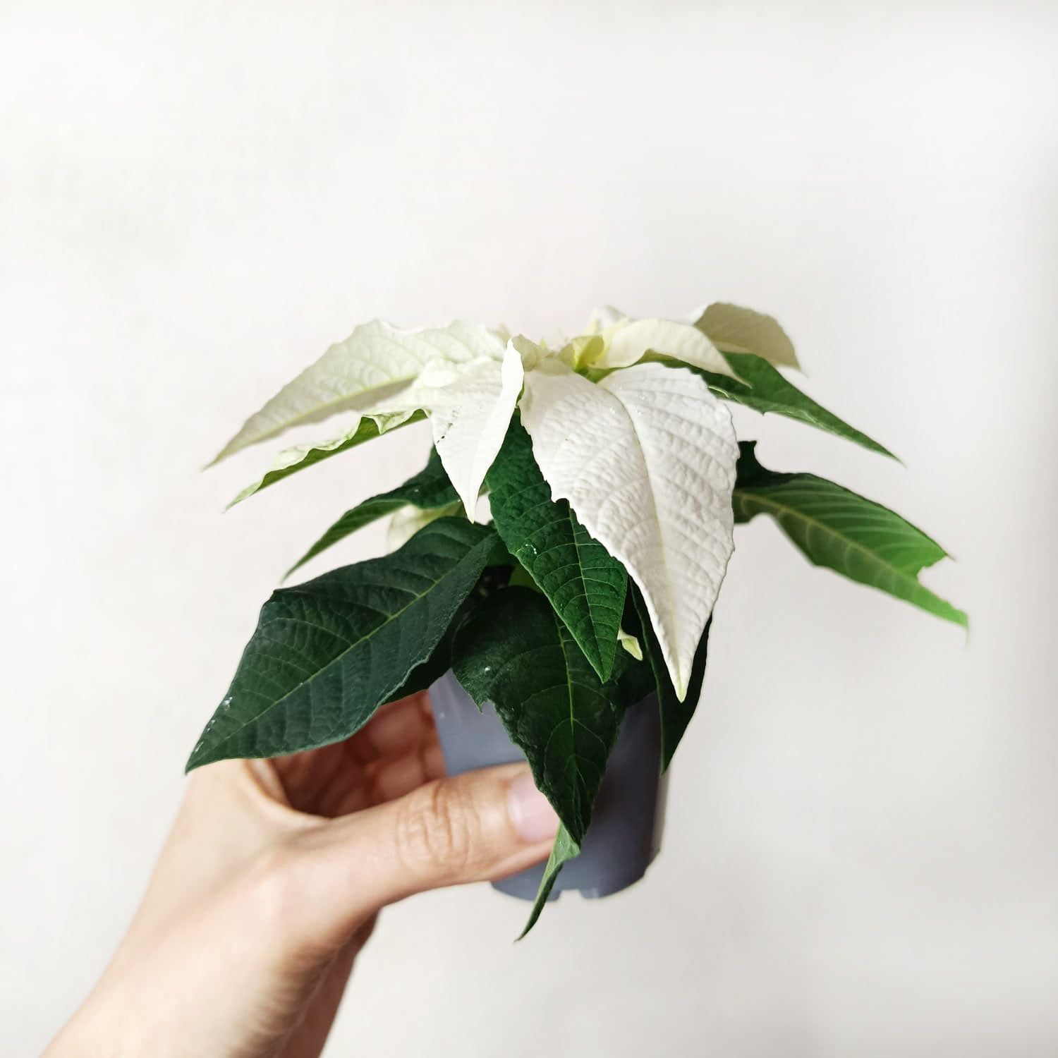 Stella di Natale/ Euphorbia pulch. White