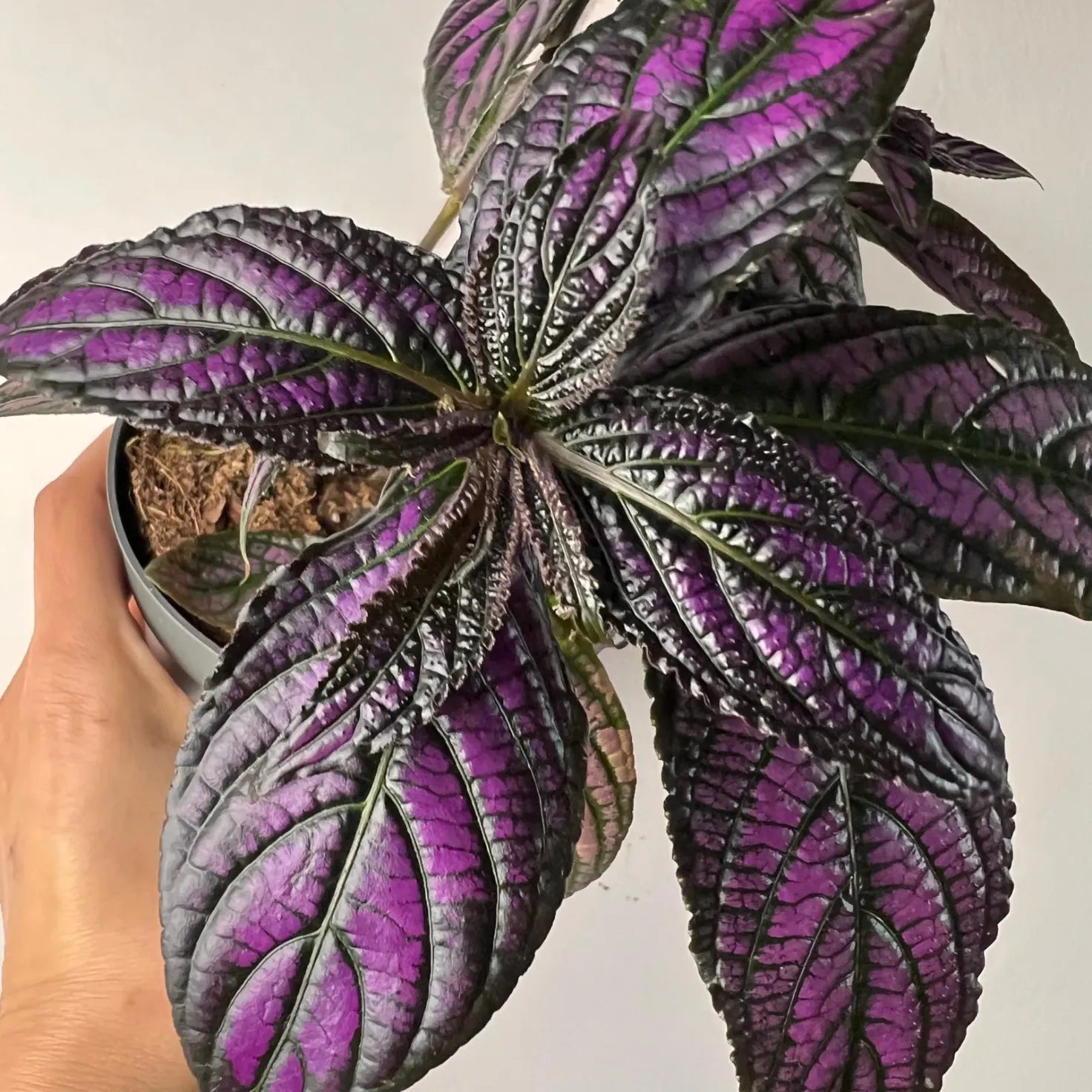 Strobilanthes Dyeriana Metalllica