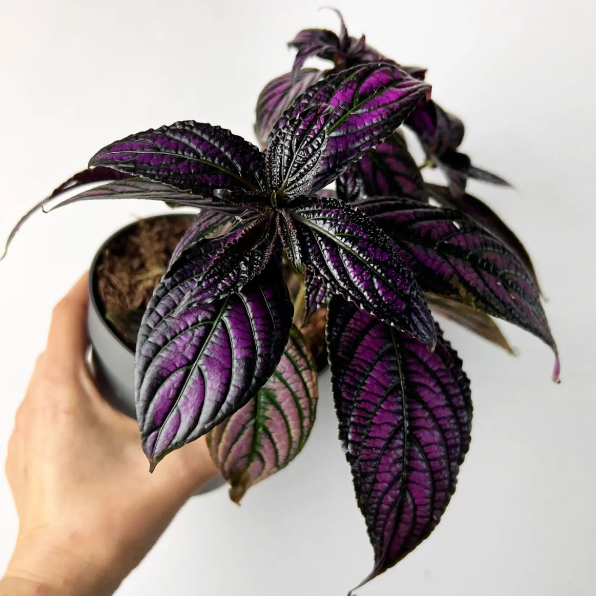 Strobilanthes Dyeriana Metalllica