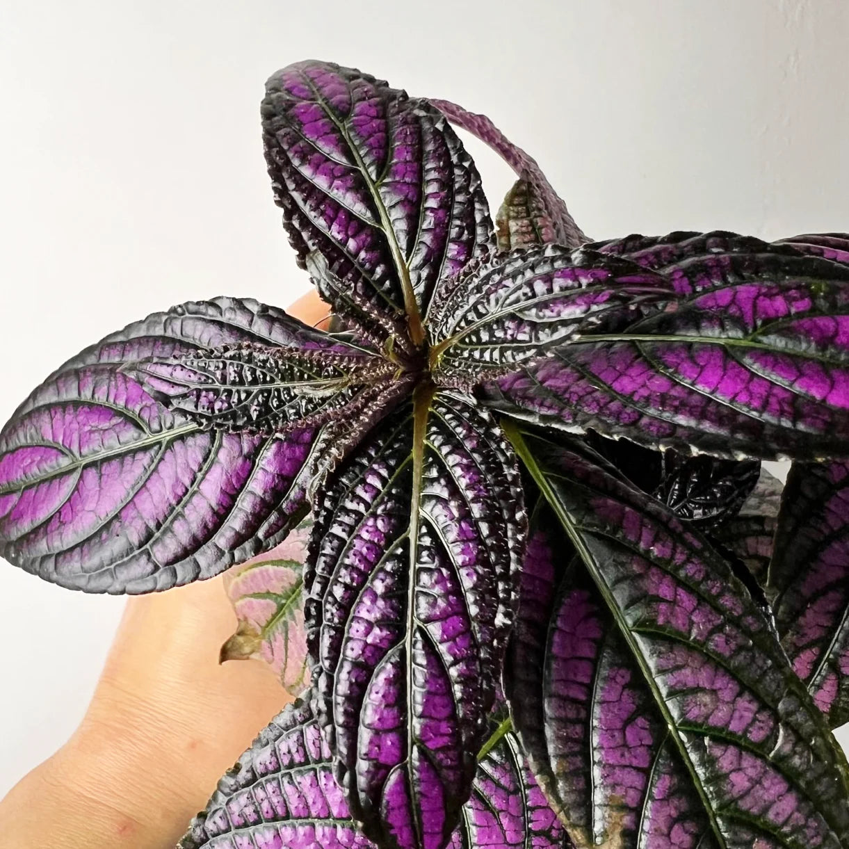 Strobilanthes Dyeriana Metalllica