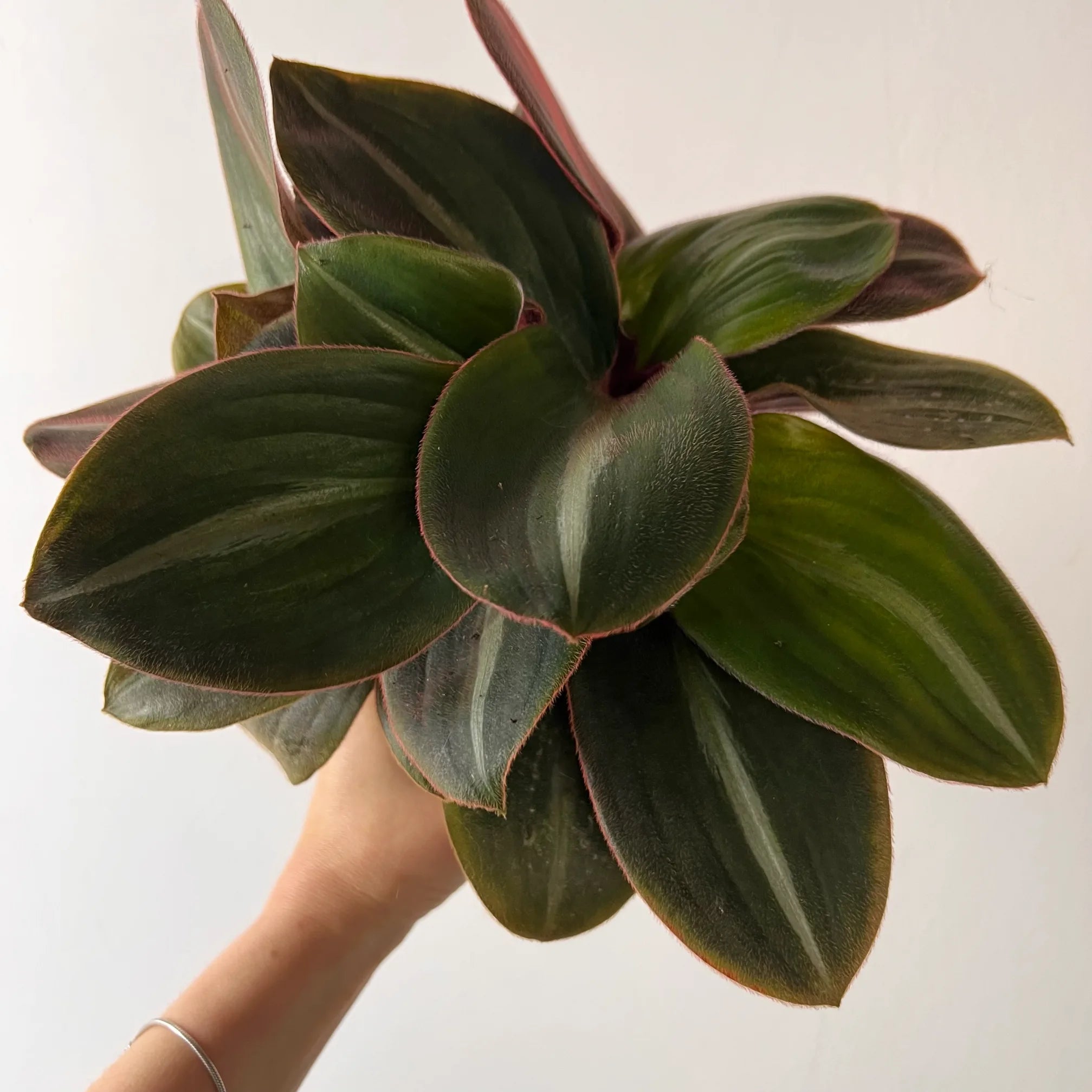Tradescantia Siderasis Fusca