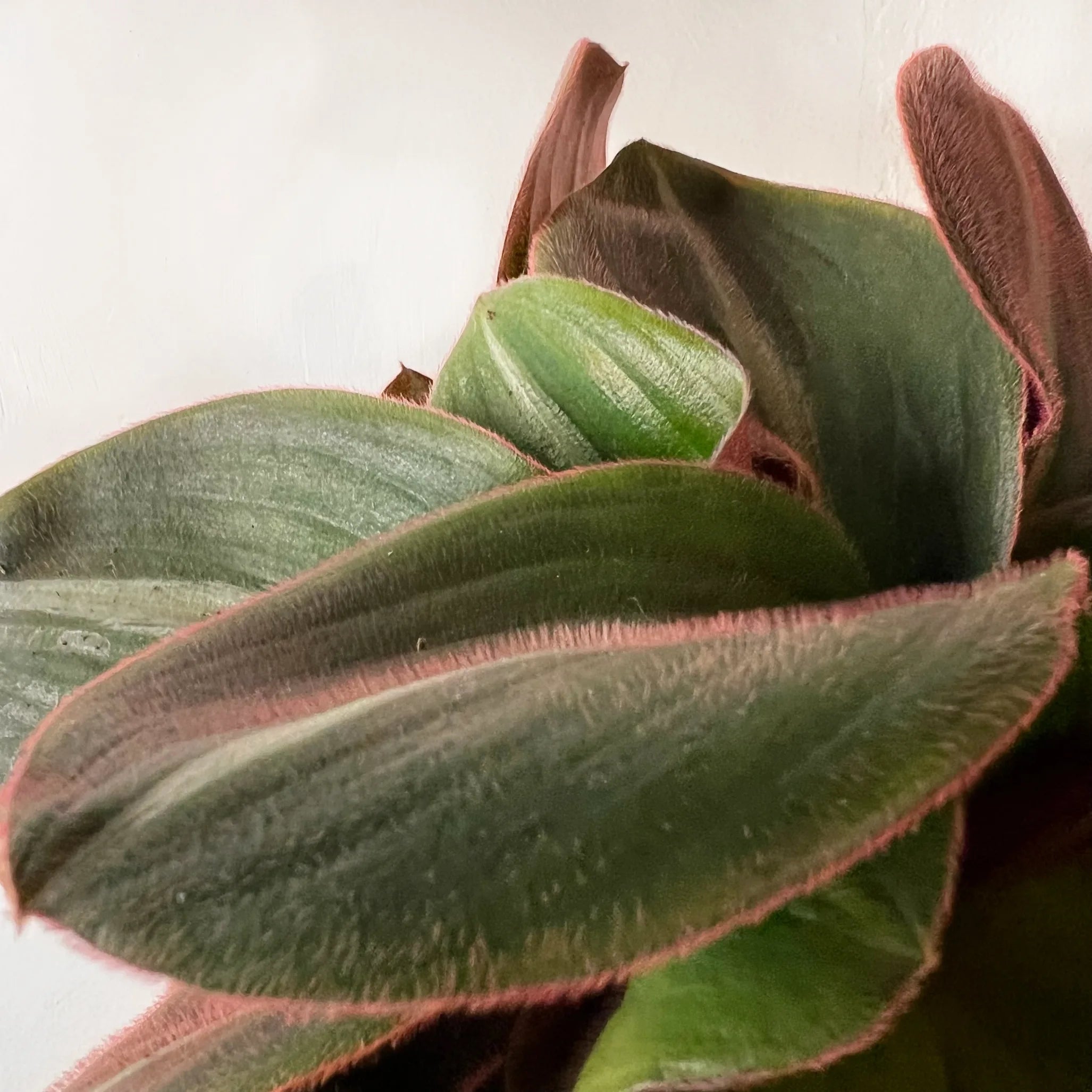 Tradescantia Siderasis Fusca