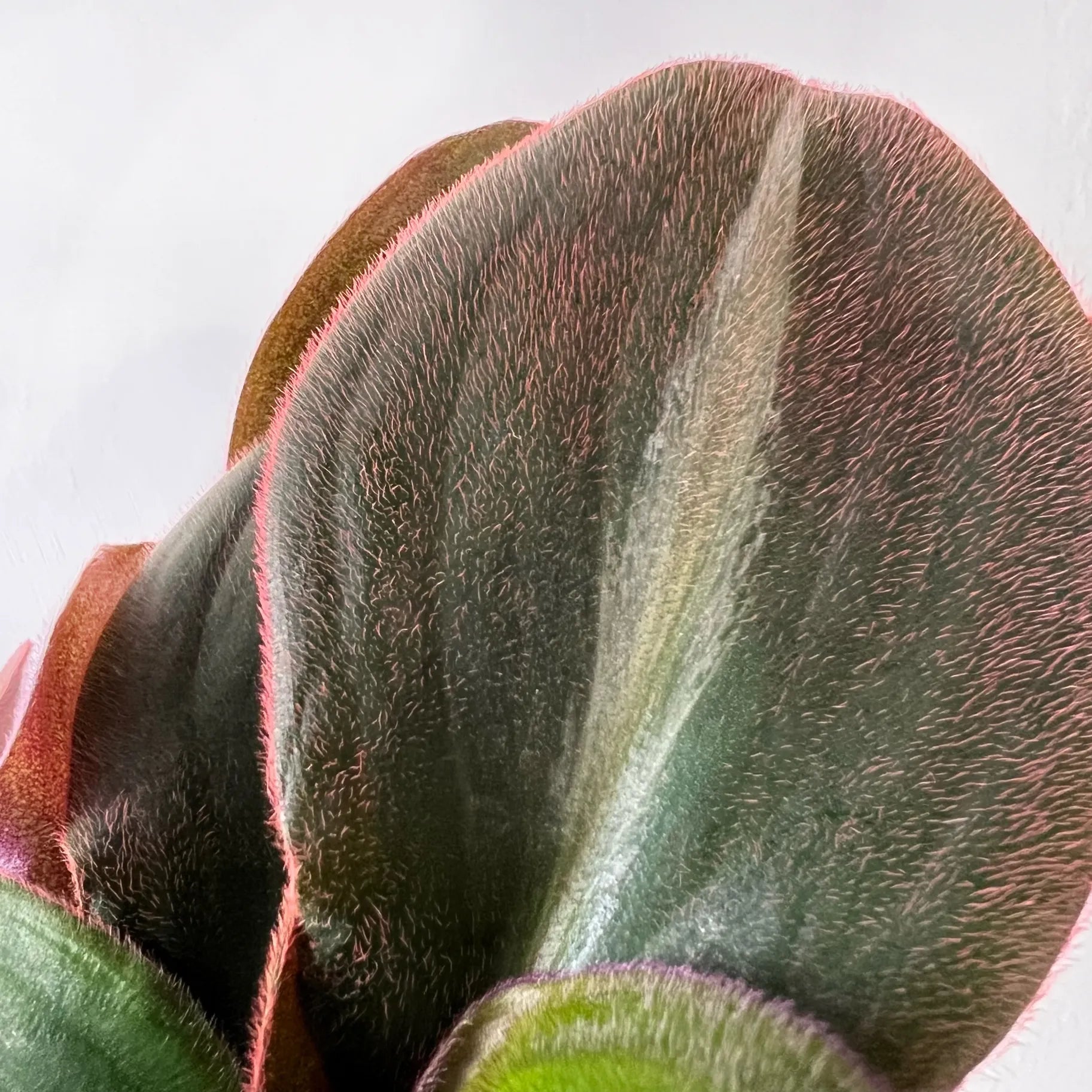 Tradescantia Siderasis Fusca