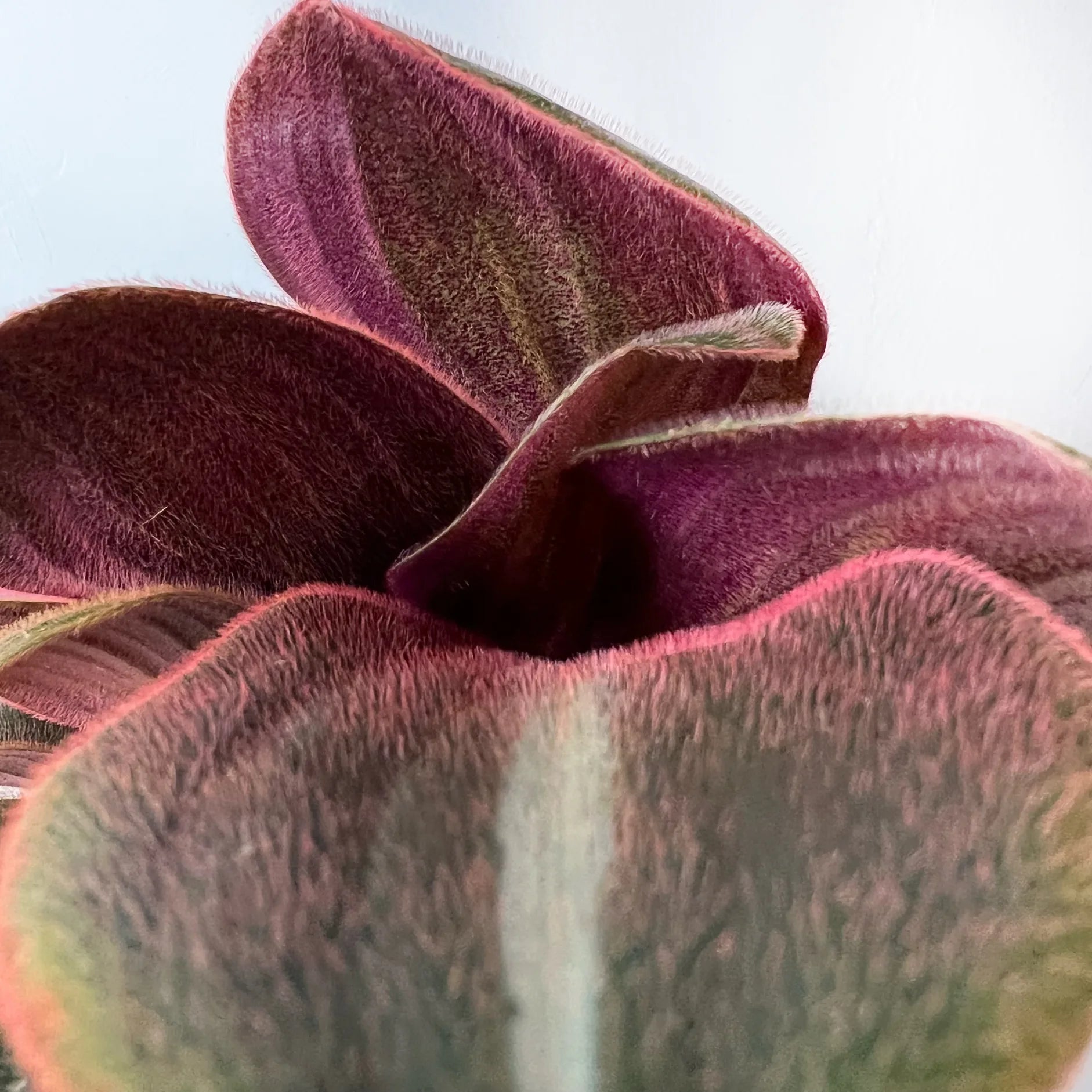 Tradescantia Siderasis Fusca