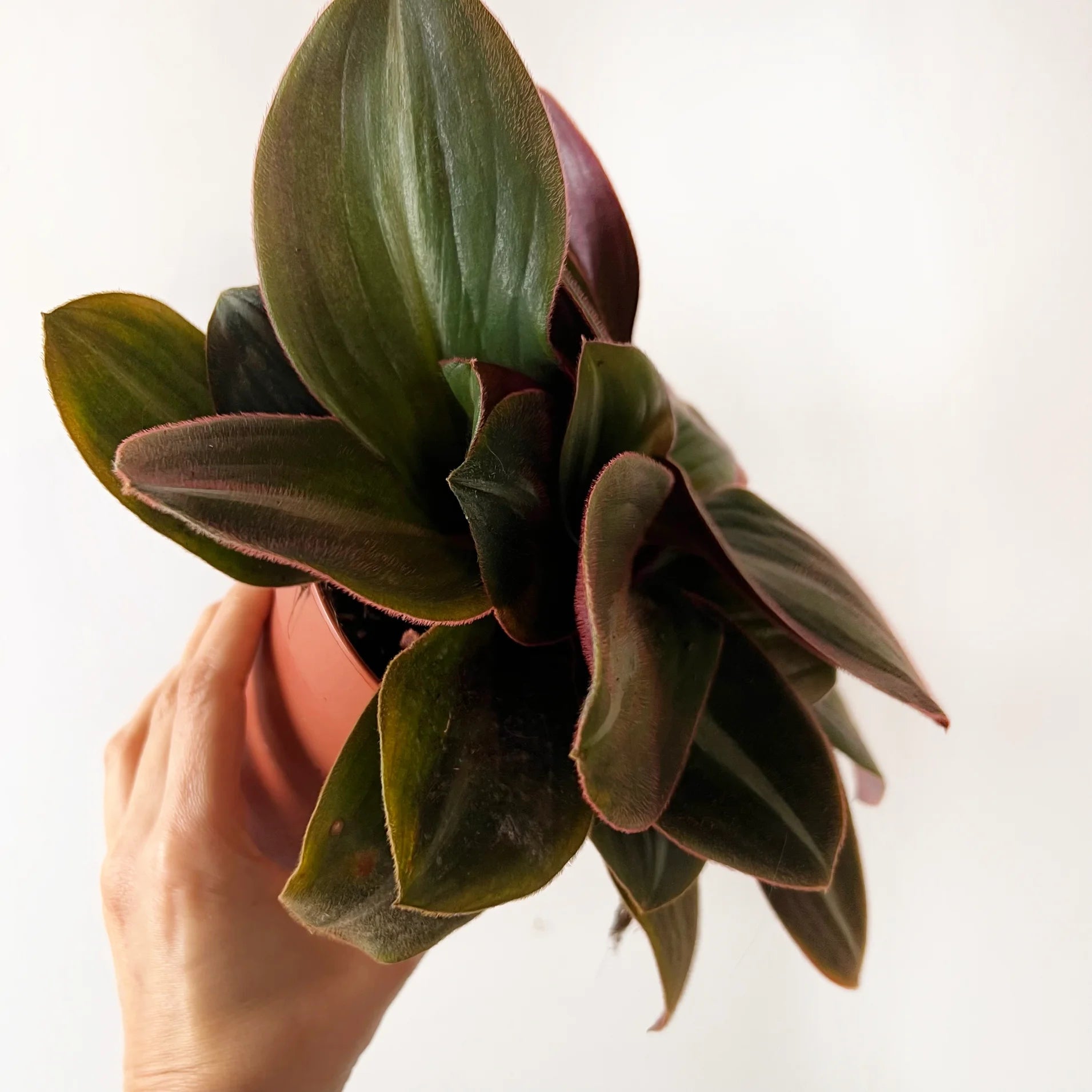 Tradescantia Siderasis Fusca