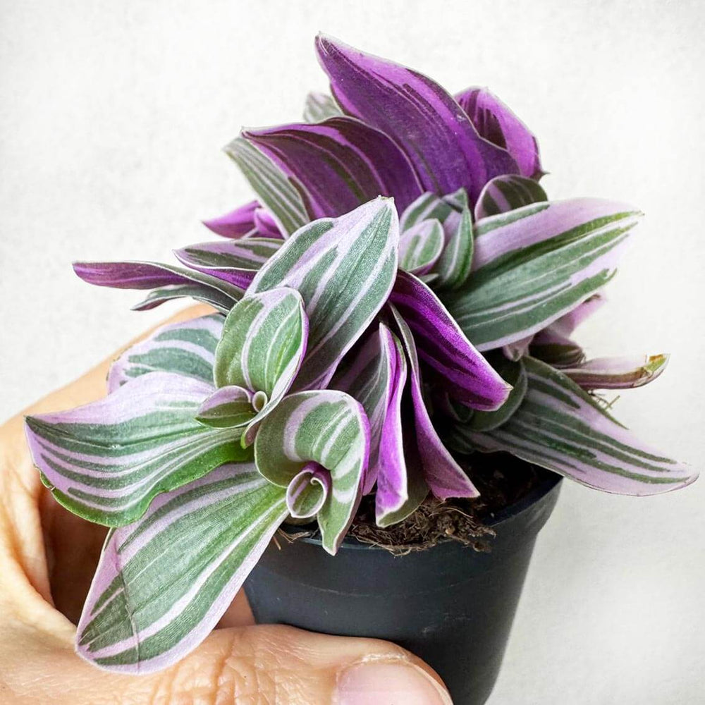 Tradescantia Sweetness Sweetness