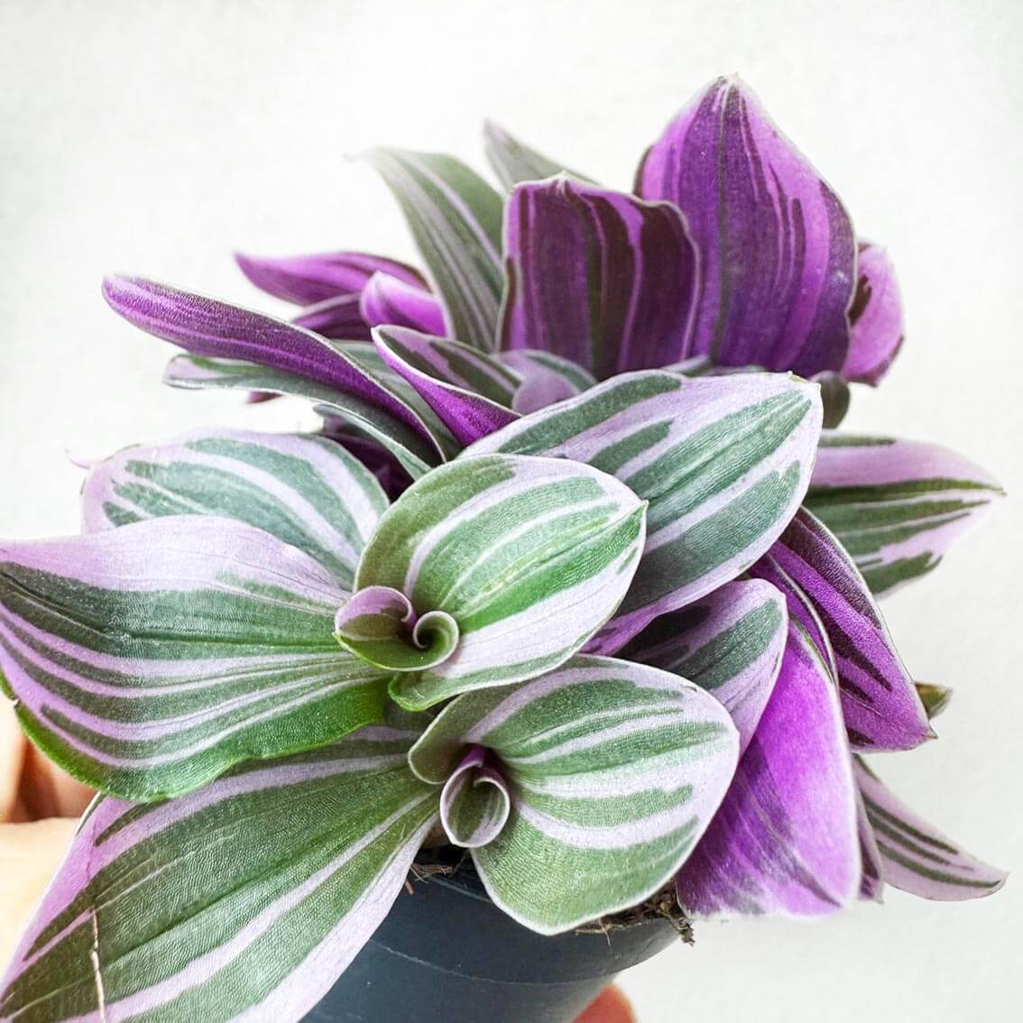 Tradescantia Sweetness Sweetness