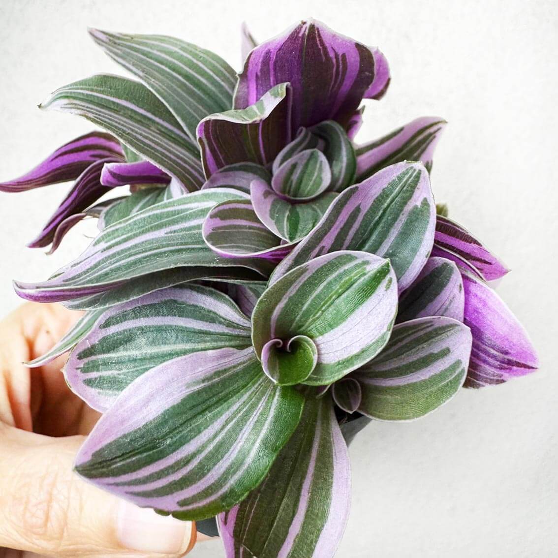 Tradescantia Sweetness Sweetness