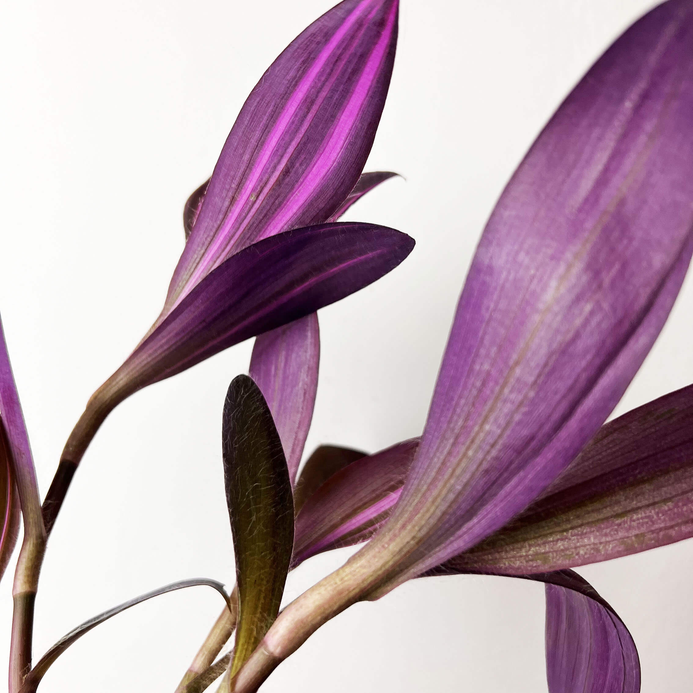 Tradescantia Pallida Pink Stripe