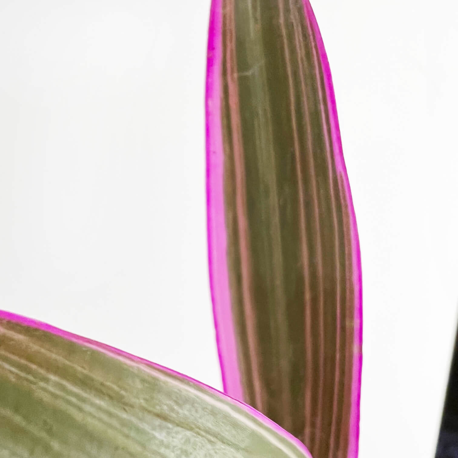 Mini Tradescantia Spathacea