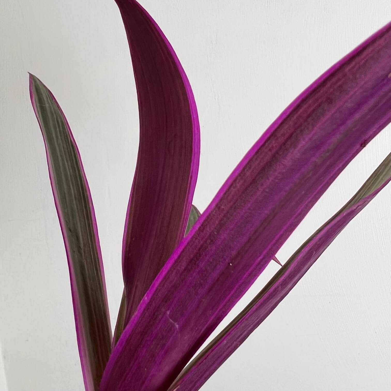 Mini Tradescantia Spathacea