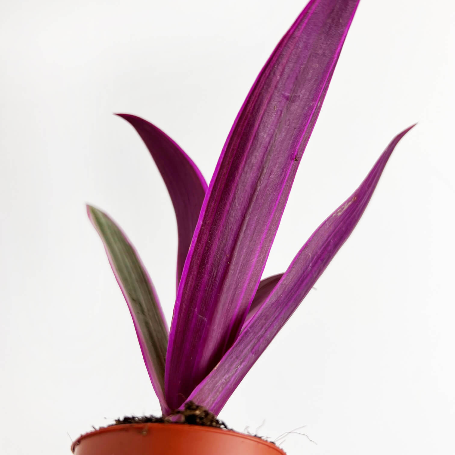 Mini Tradescantia Spathacea