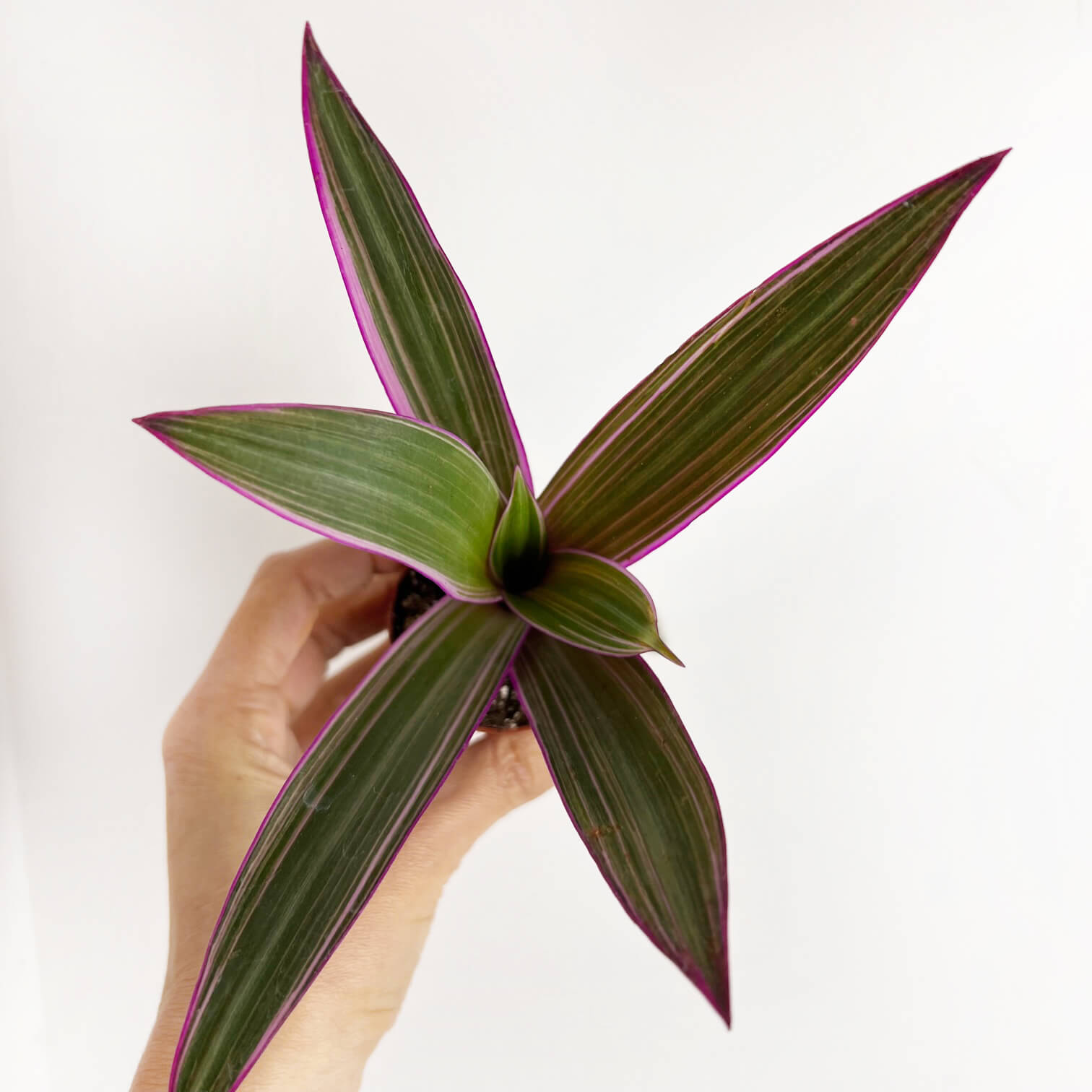Mini Tradescantia Spathacea