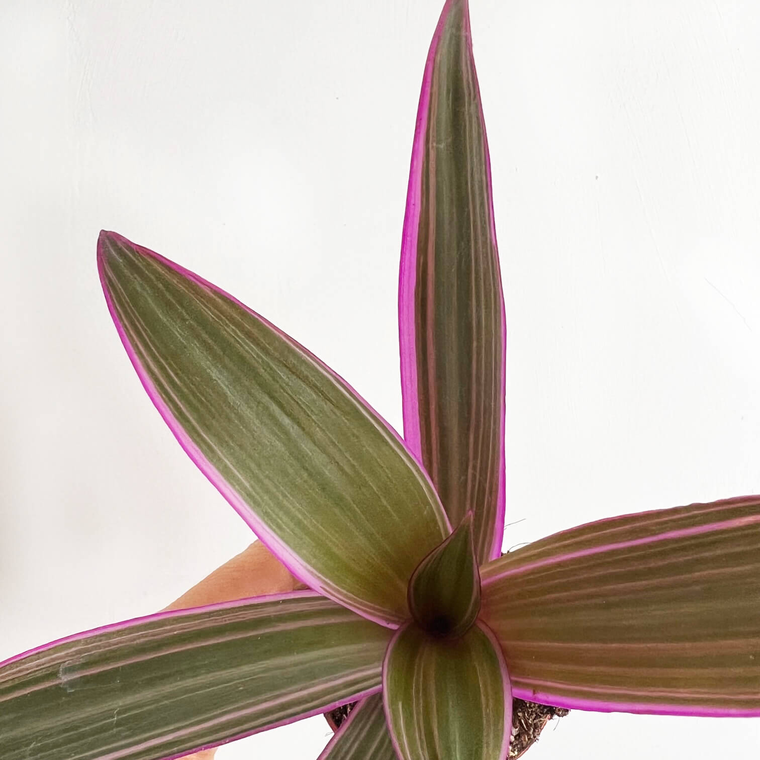 Mini Tradescantia Spathacea