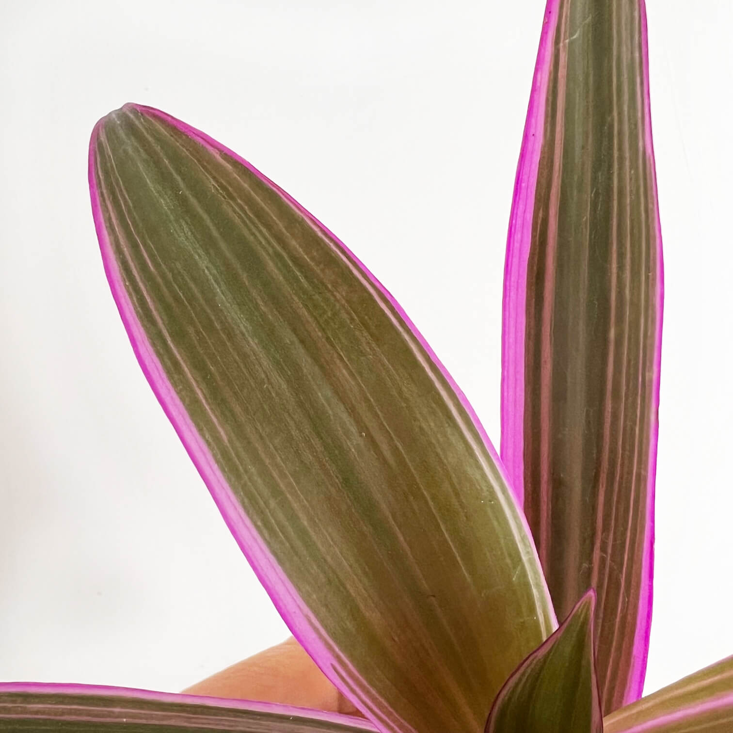 Mini Tradescantia Spathacea