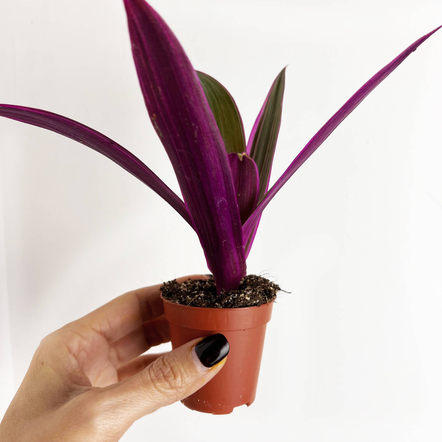 Mini Tradescantia Spathacea