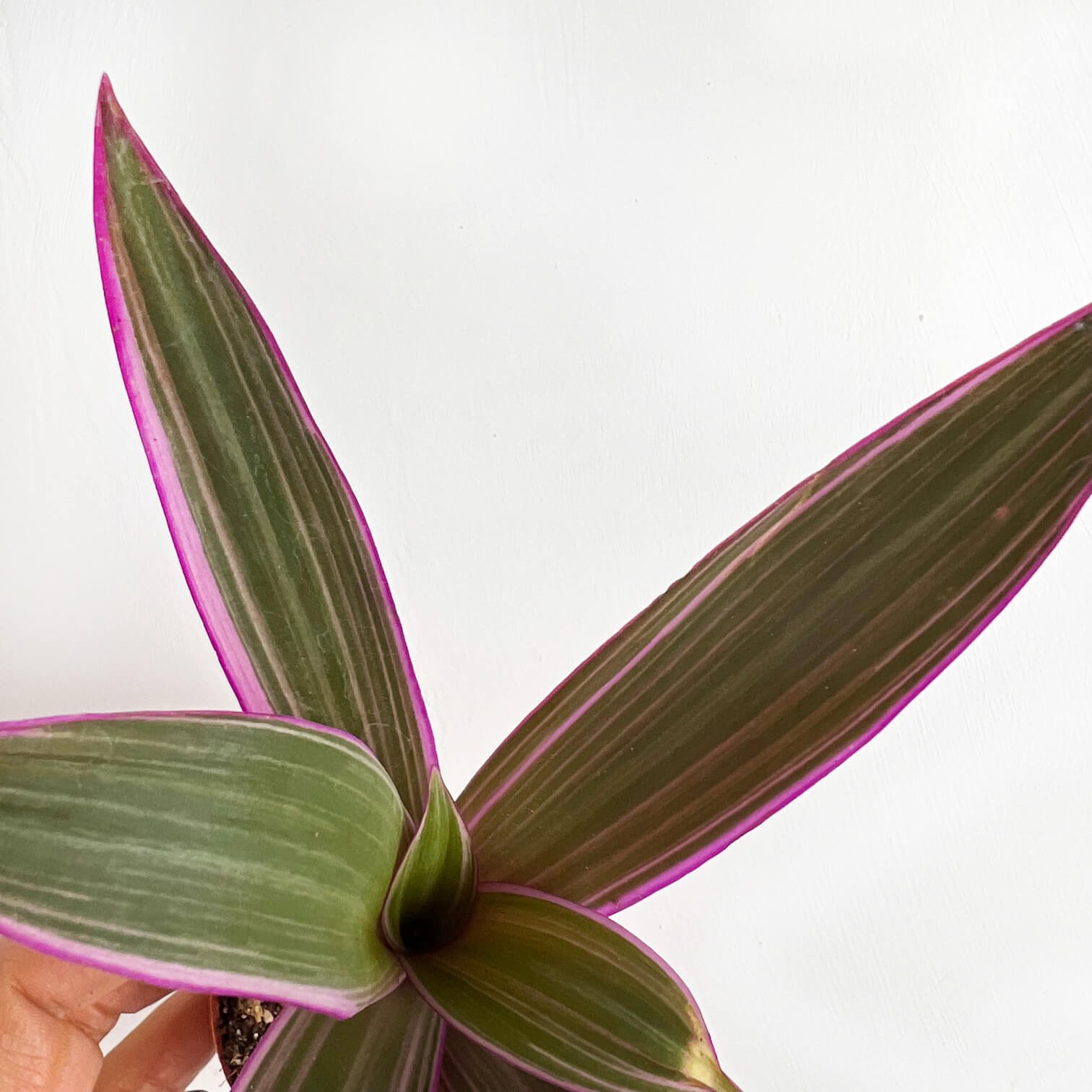 Mini Tradescantia Spathacea
