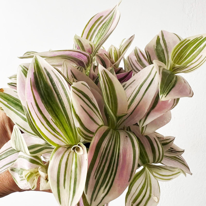 Mini Tradescantia Unicorn