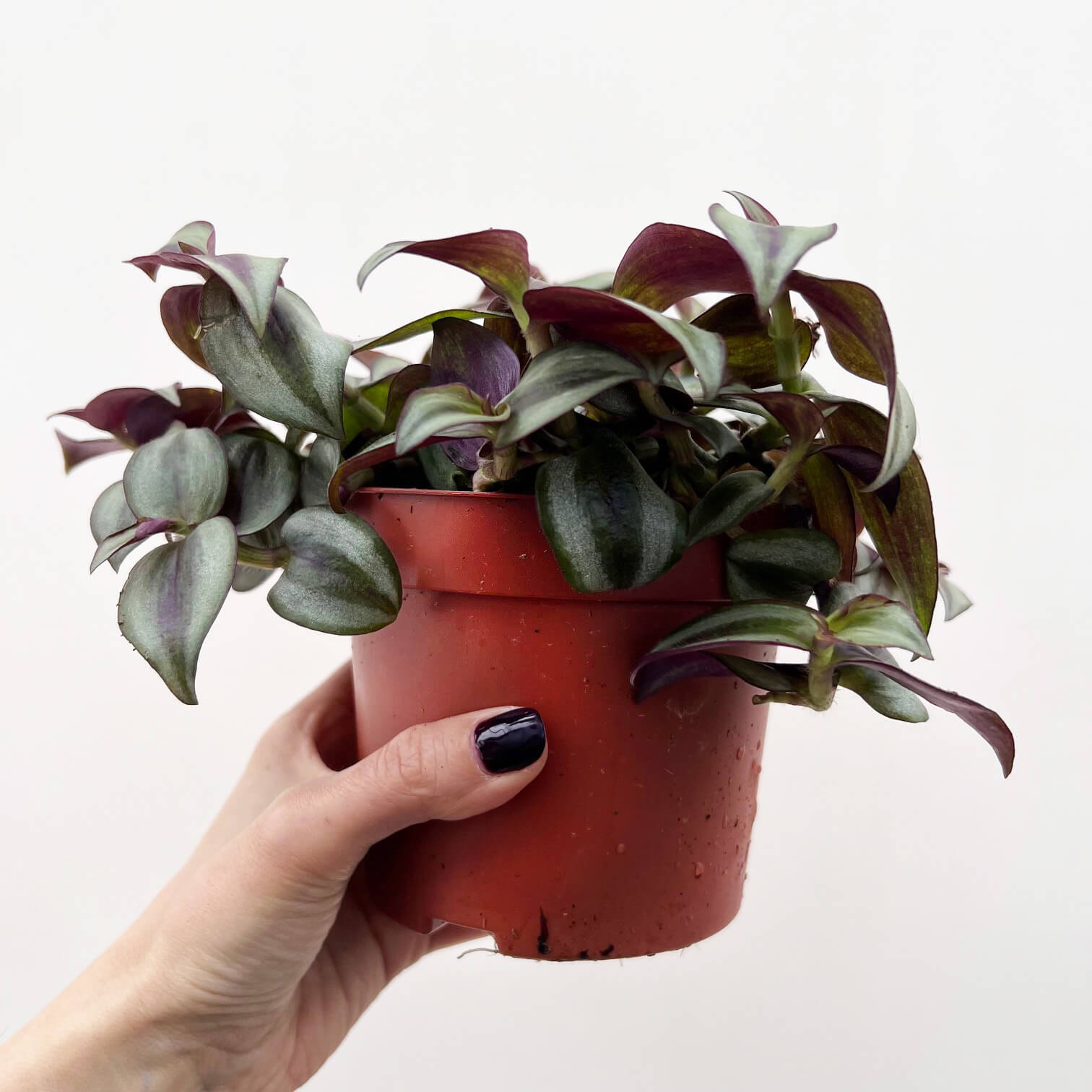 Tradescantia Zebrina Silver Plus