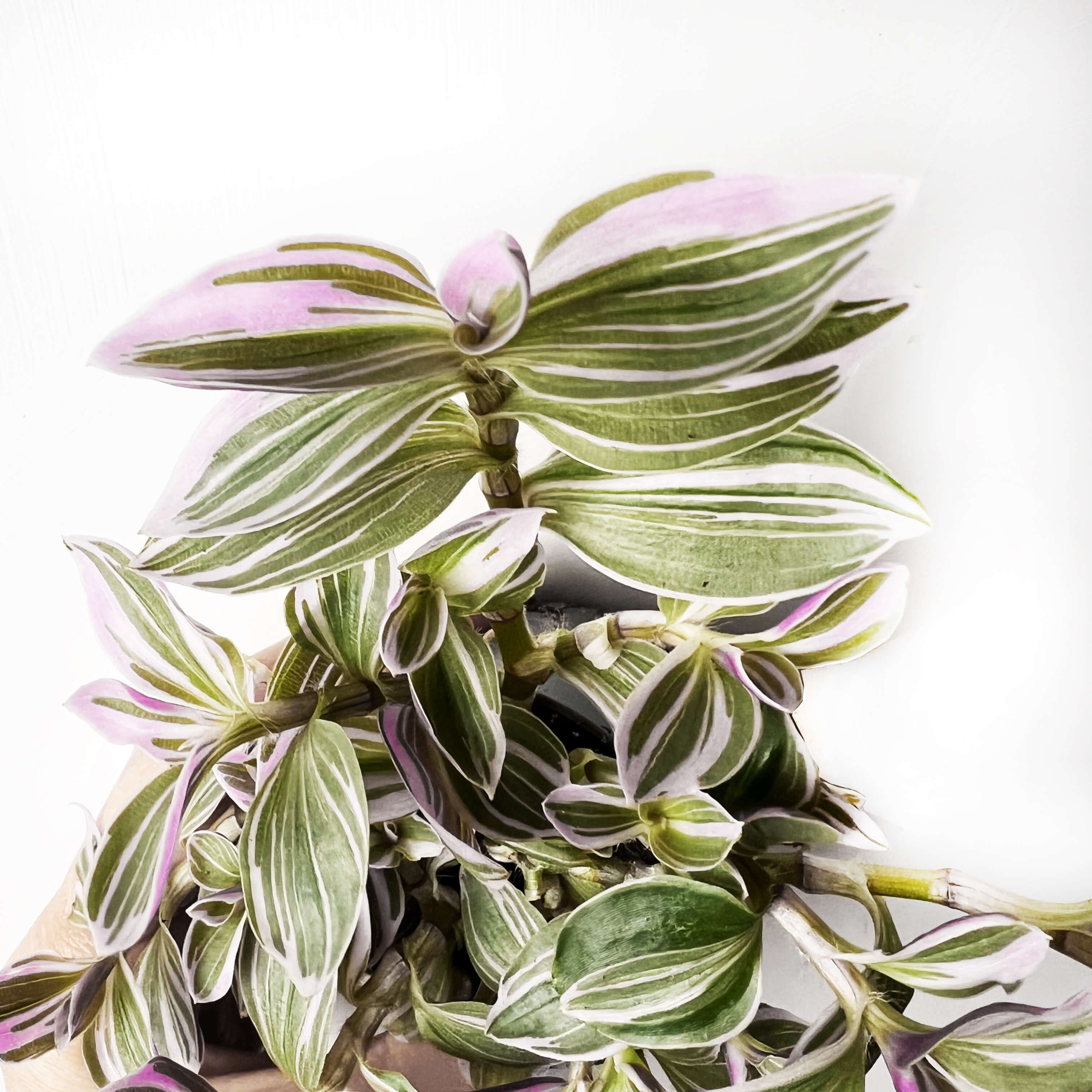 Tradescantia Sweetness