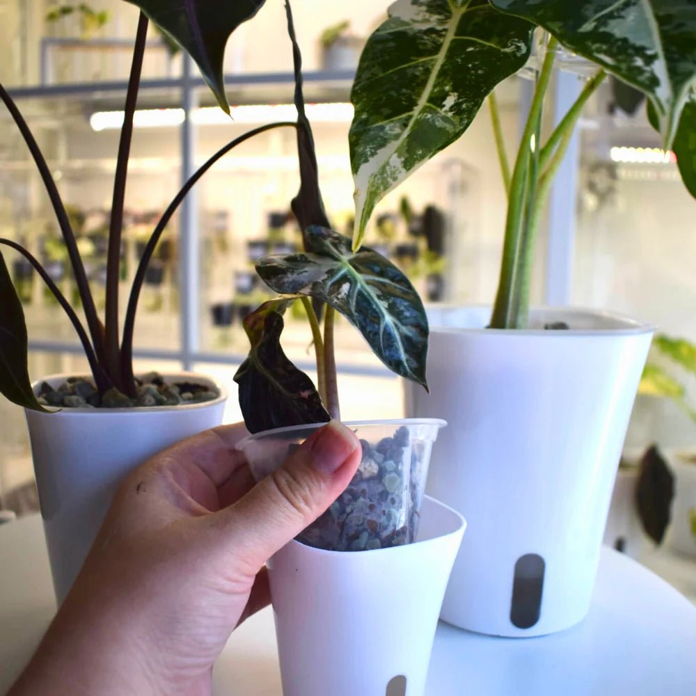 VASO AUTOIRRIGANTE CON FILO