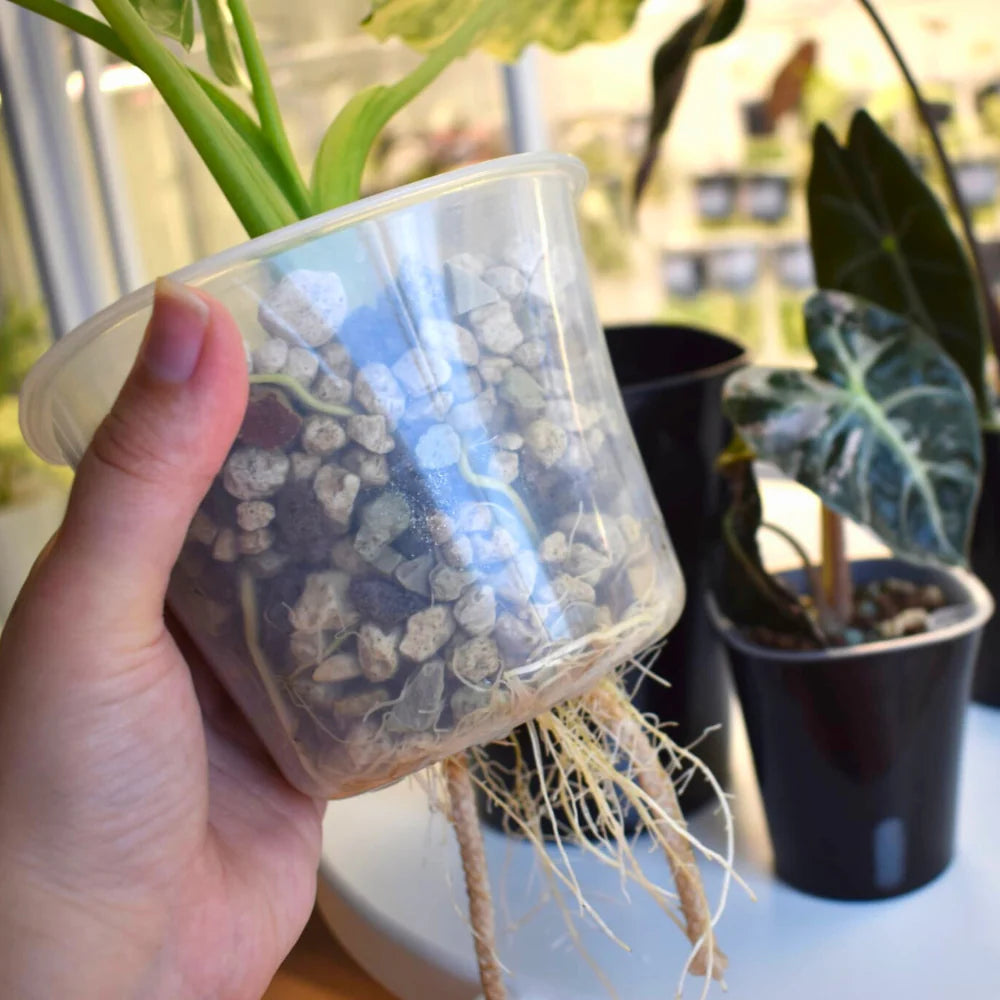 VASO AUTOIRRIGANTE CON FILO