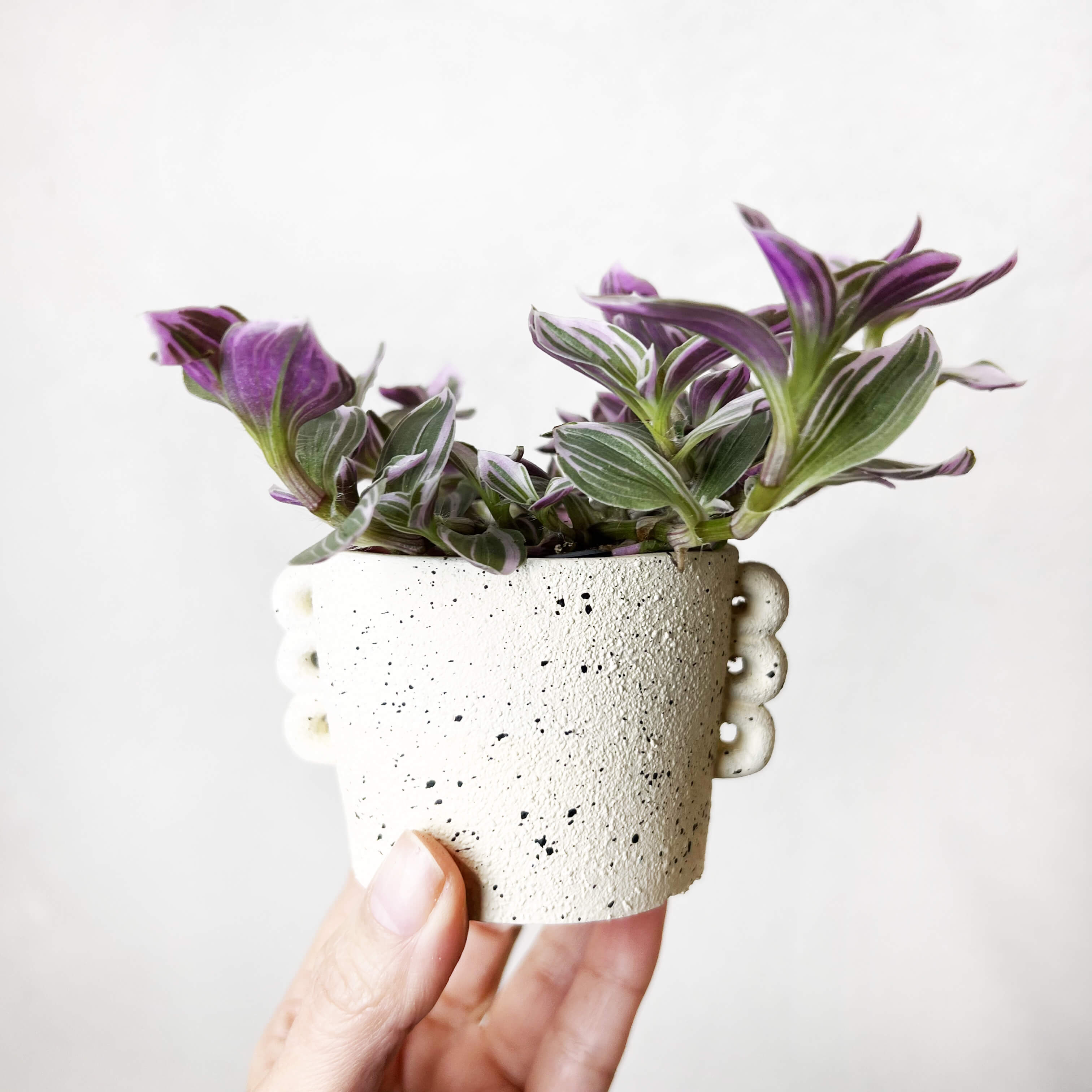 Vaso Archetto burro
