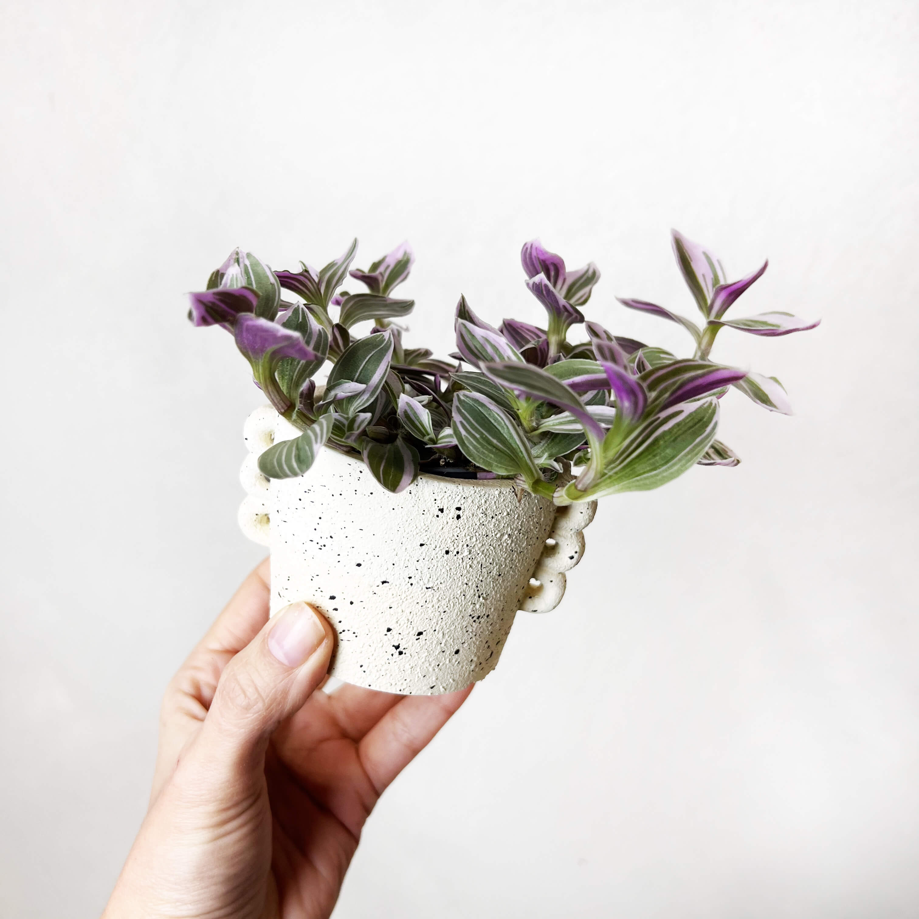 Vaso Archetto burro