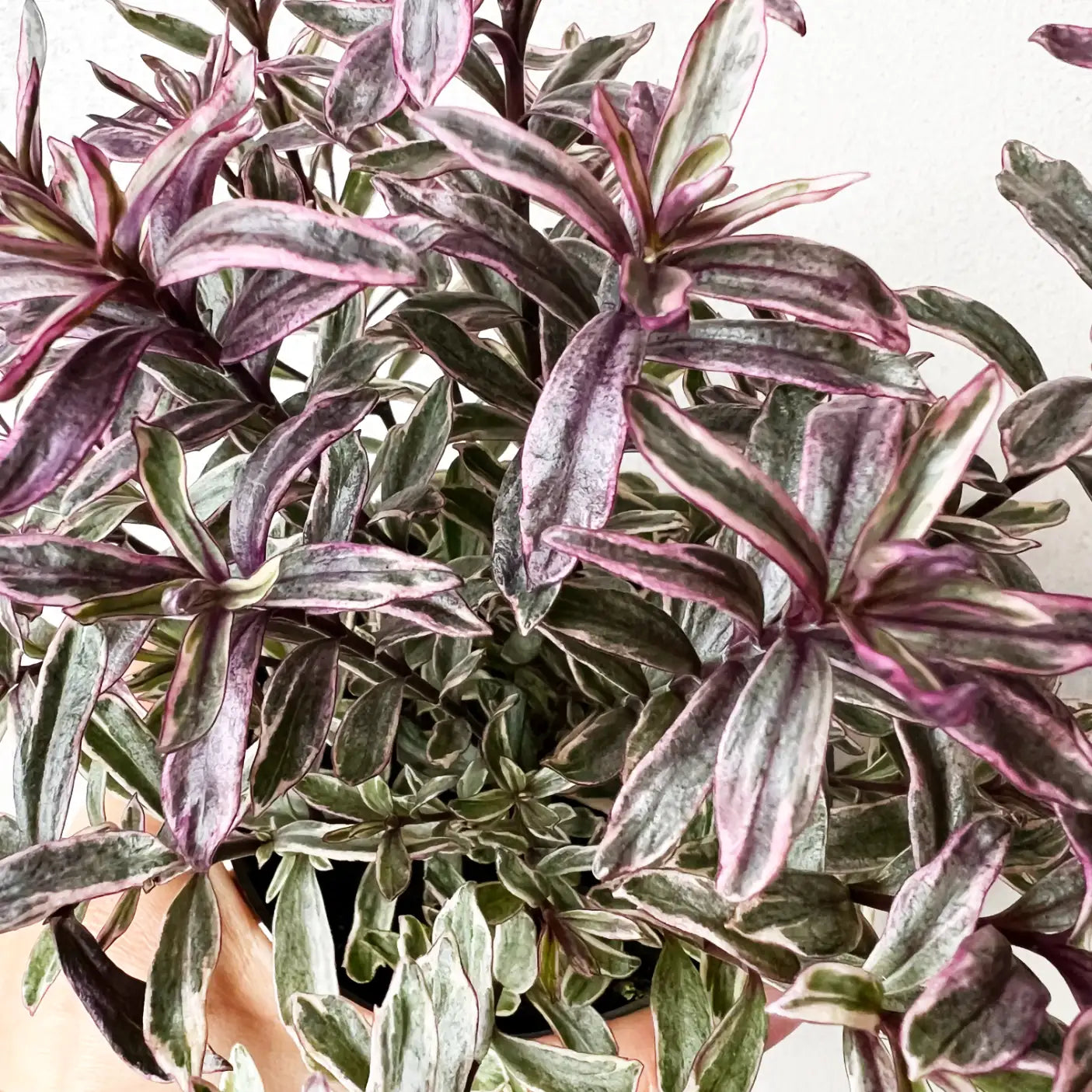 Veronica Hebe 'Magicolors’