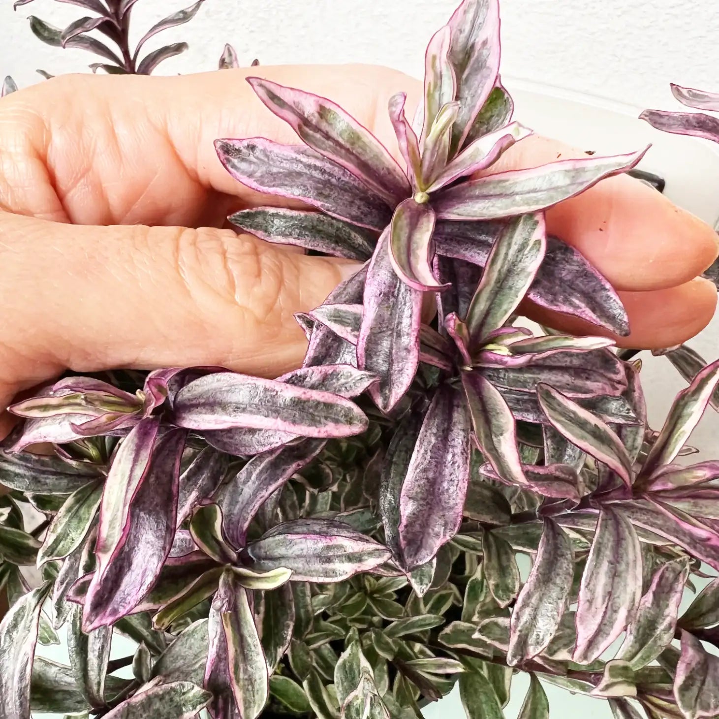 Veronica Hebe 'Magicolors’