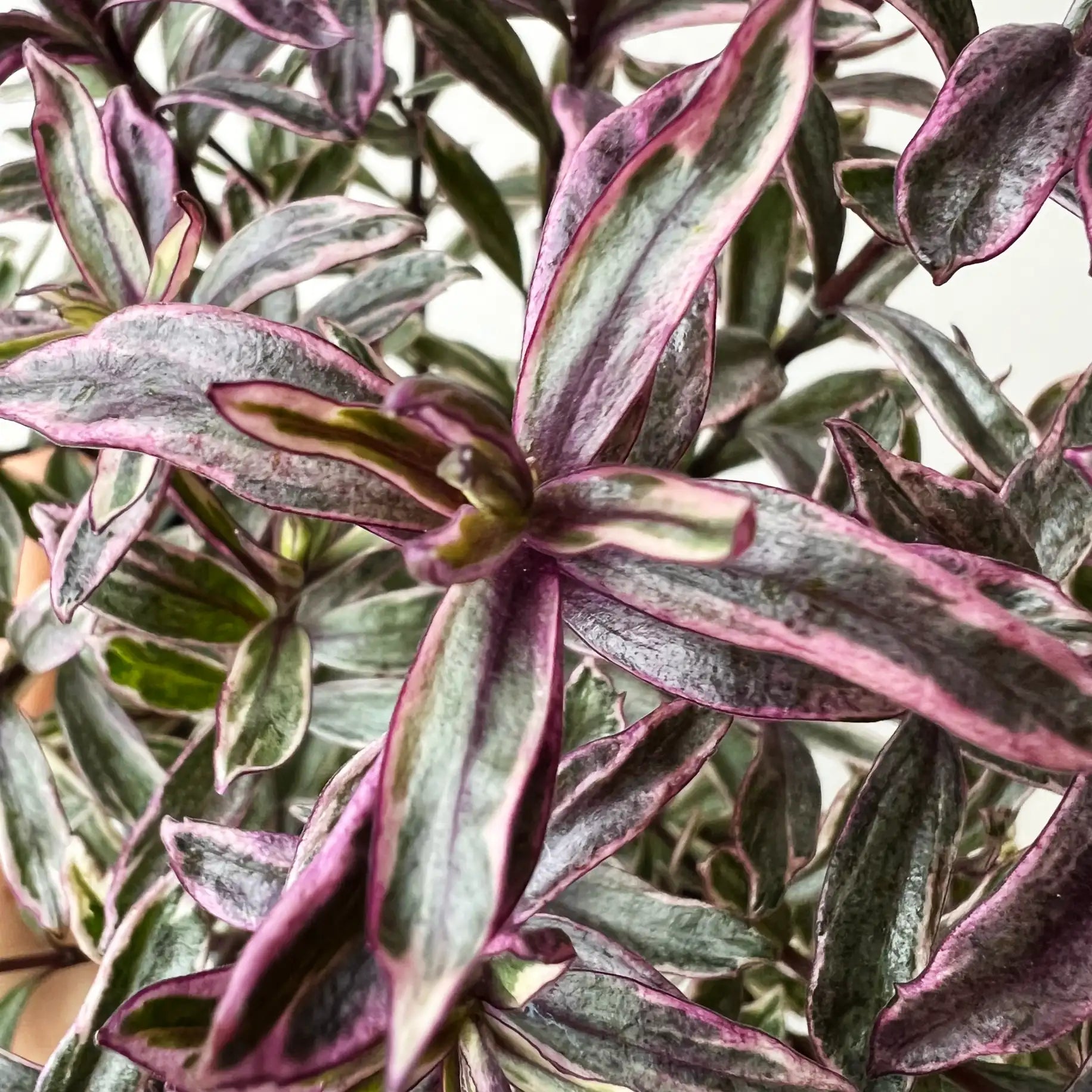 Veronica Hebe 'Magicolors’