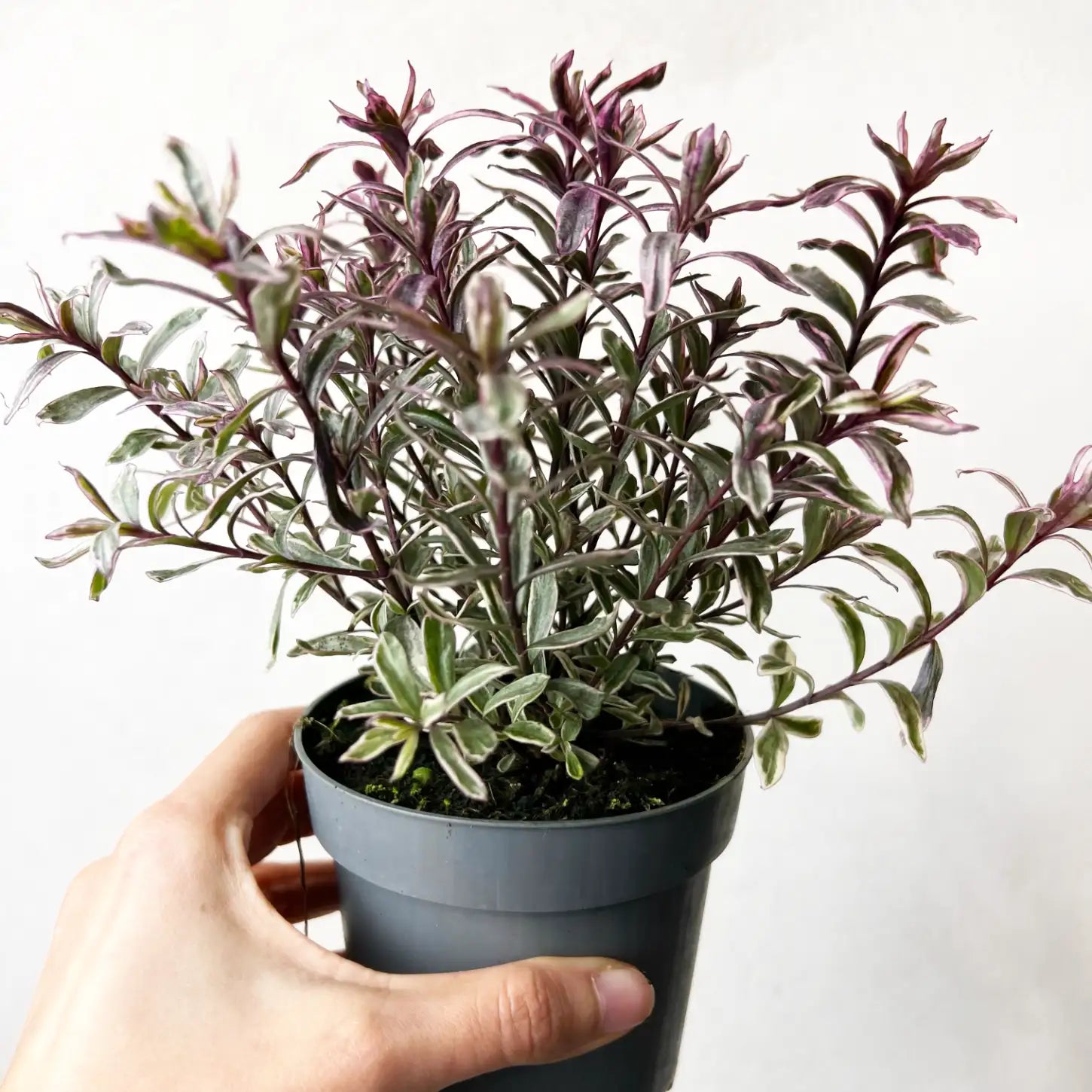 Veronica Hebe 'Magicolors’