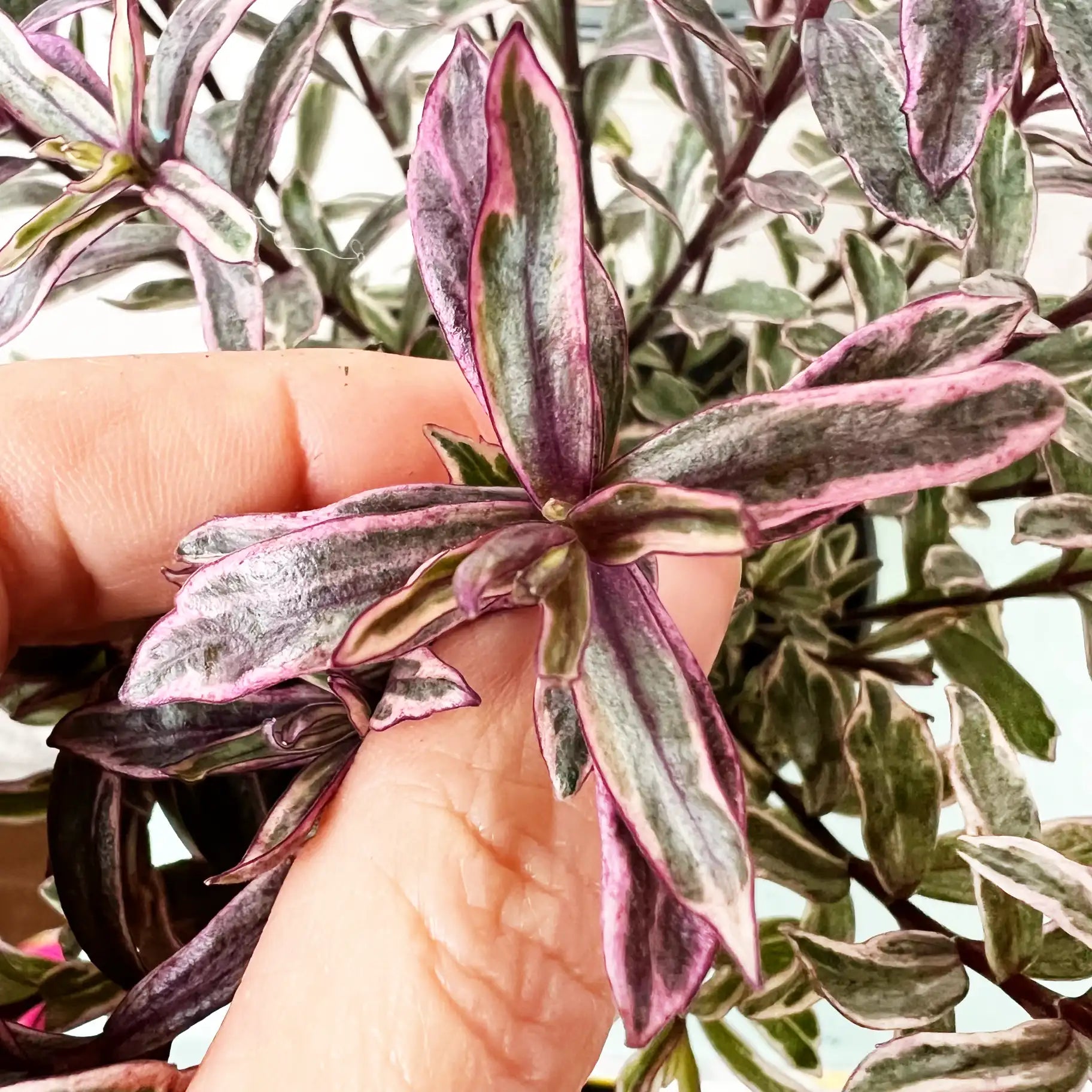 Veronica Hebe 'Magicolors’