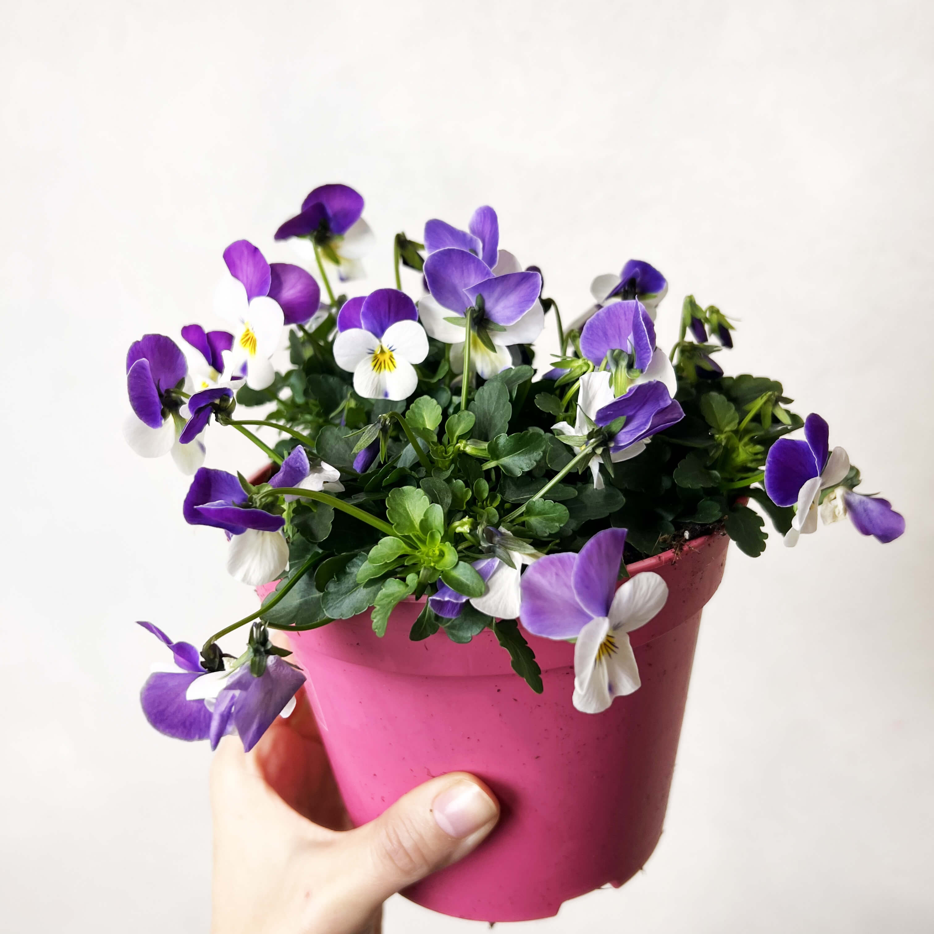 Viola del pensiero (Viola Cornuta)