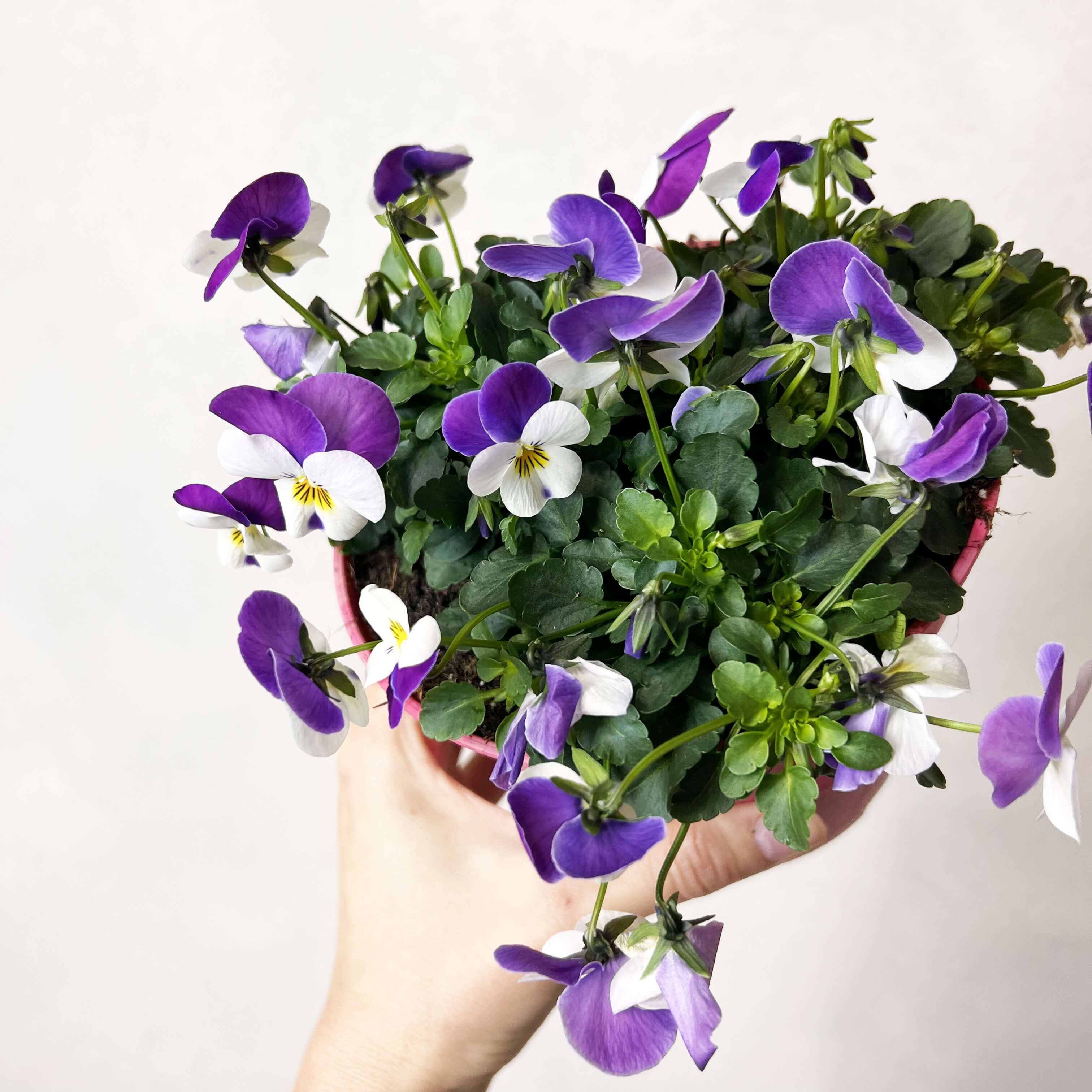 Viola del pensiero (Viola Cornuta)