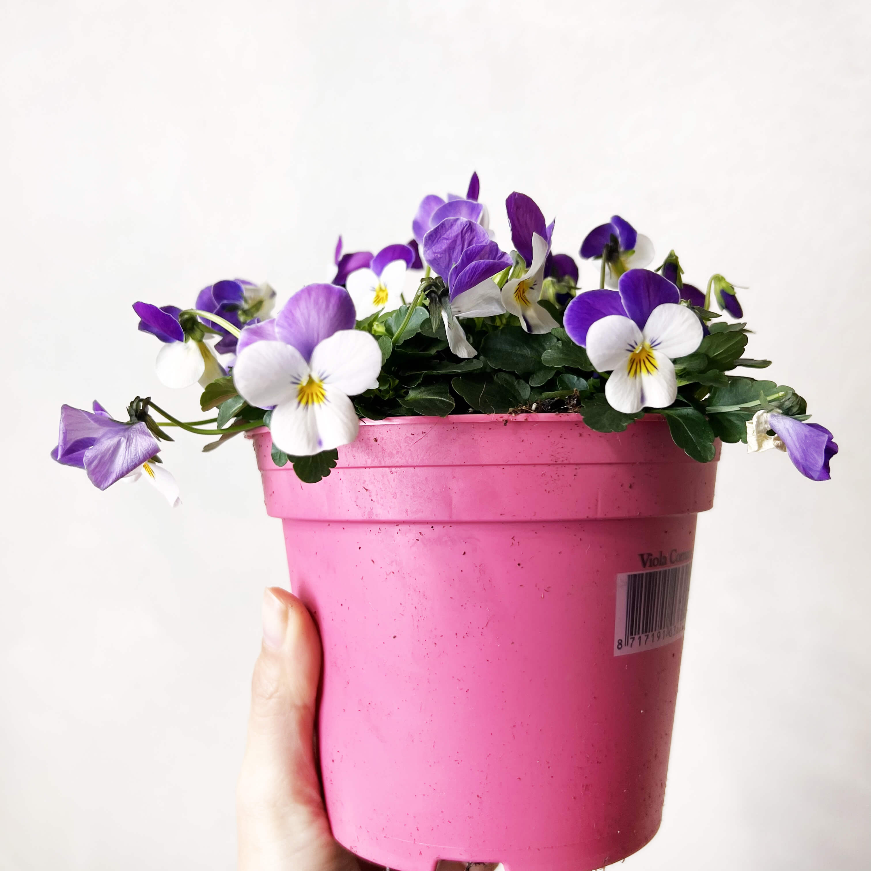 Viola del pensiero (Viola Cornuta)