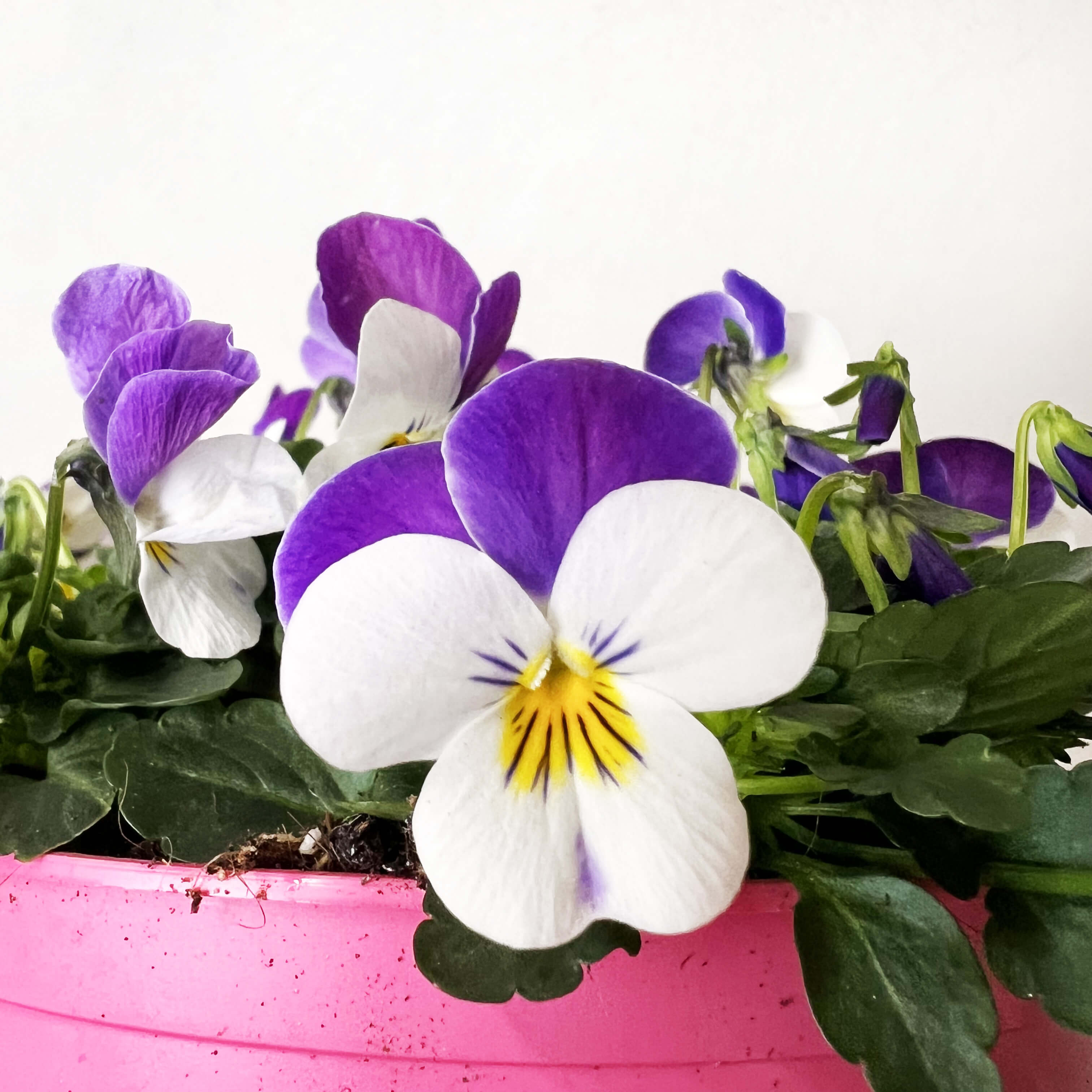 Viola del pensiero (Viola Cornuta)