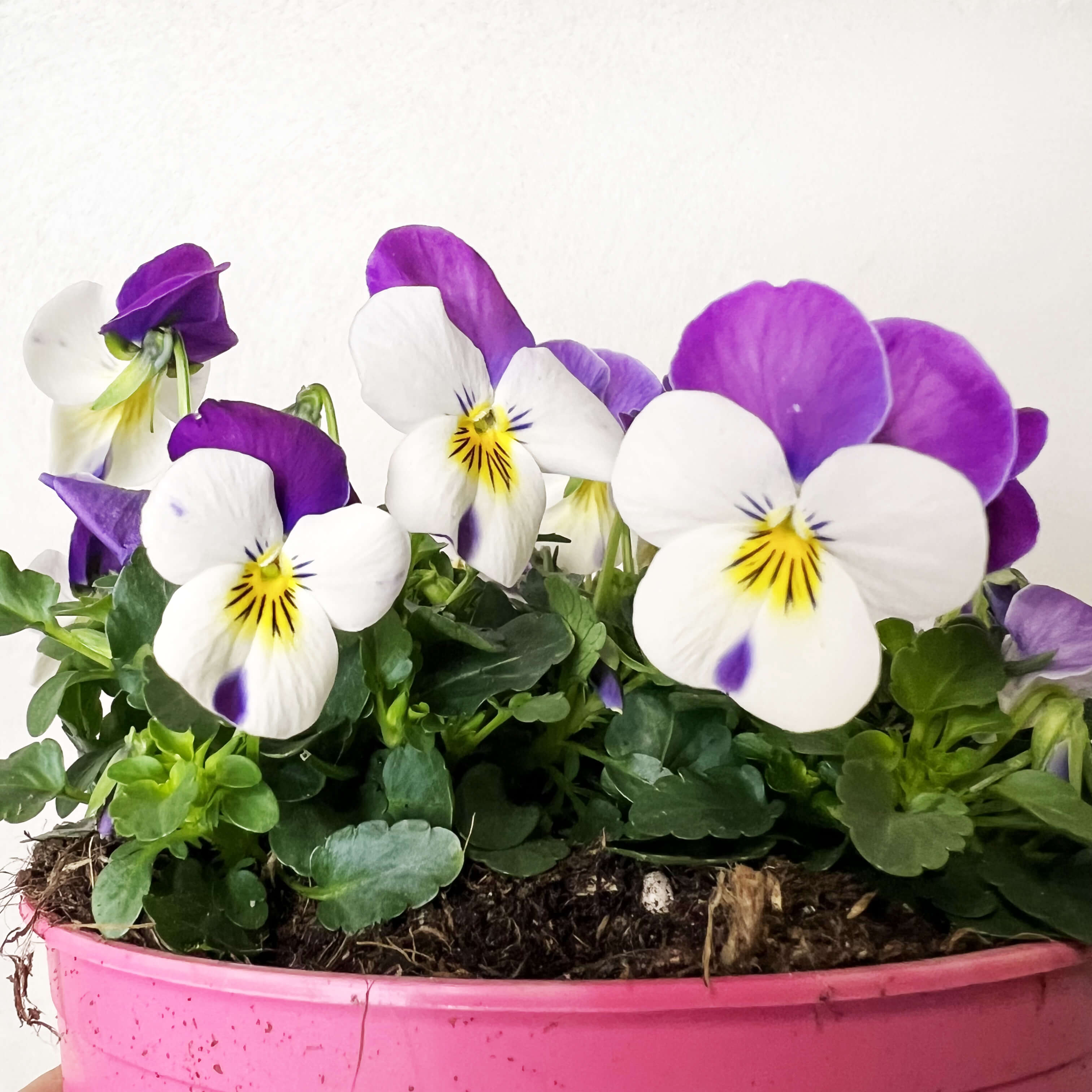 Viola del pensiero (Viola Cornuta)