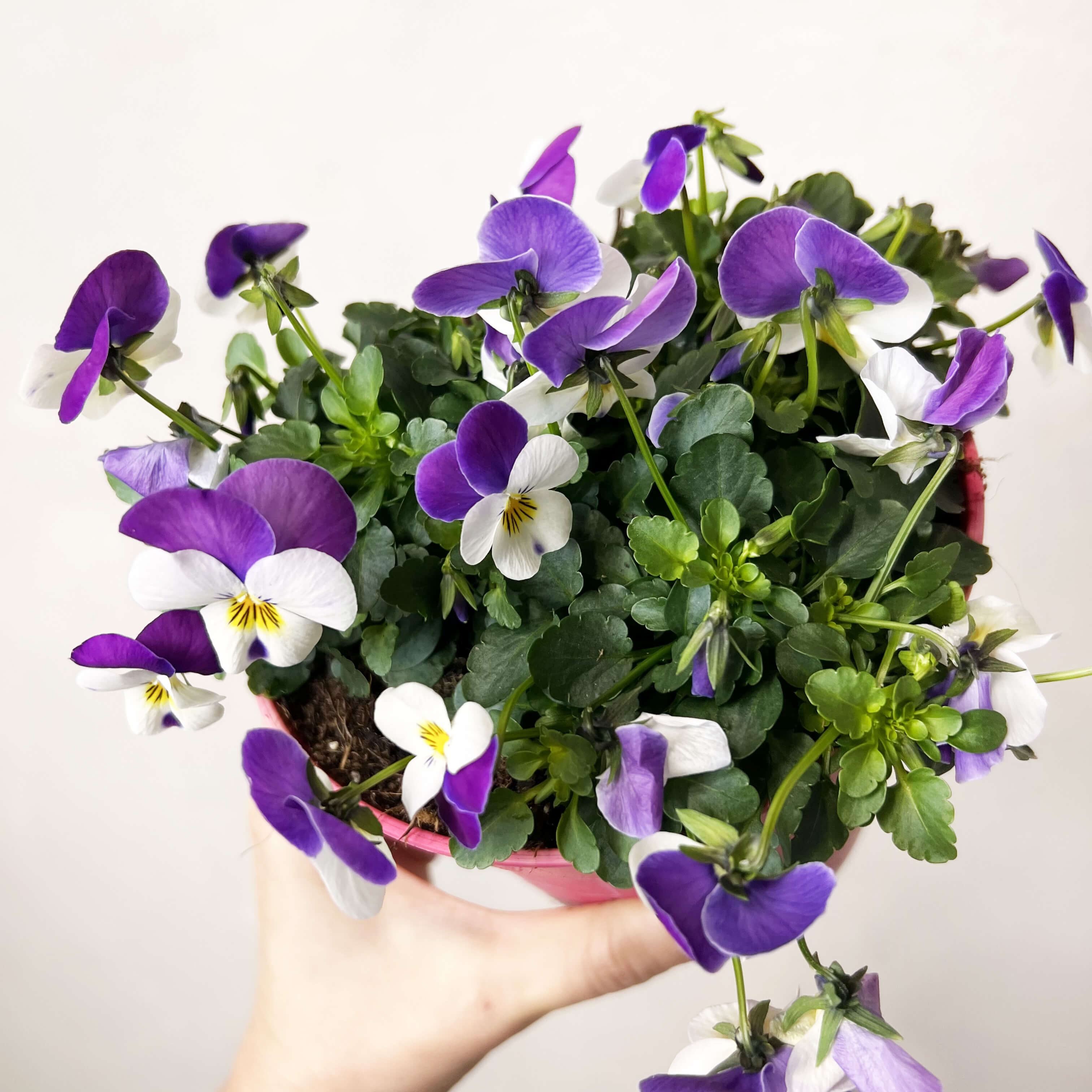 Viola del pensiero (Viola Cornuta)