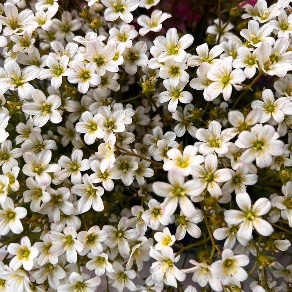 Saxifraga x Arendsii /bianco