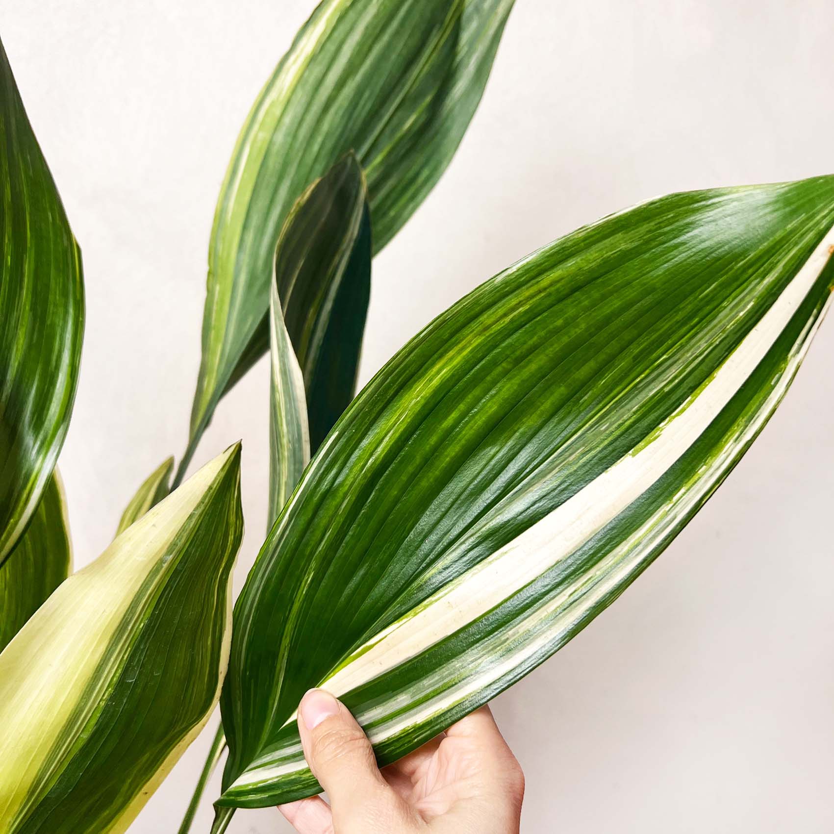 Aspidistra variegata