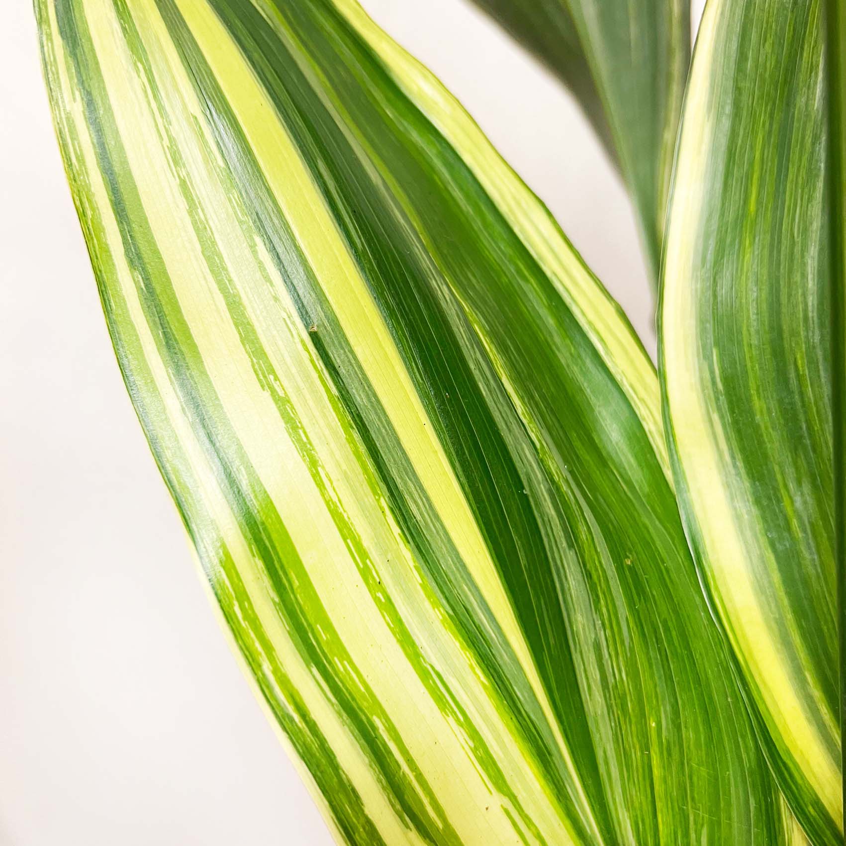 Aspidistra variegata