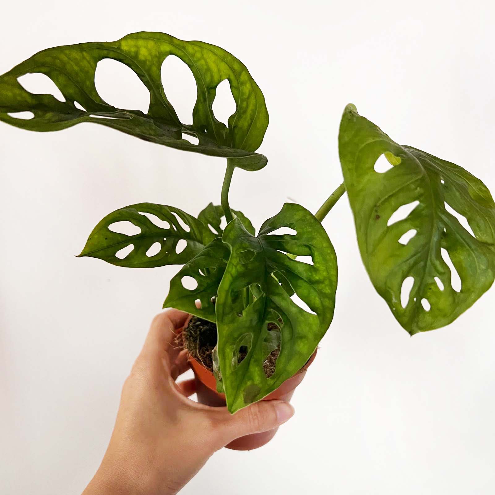 Baby Monstera Adansonii
