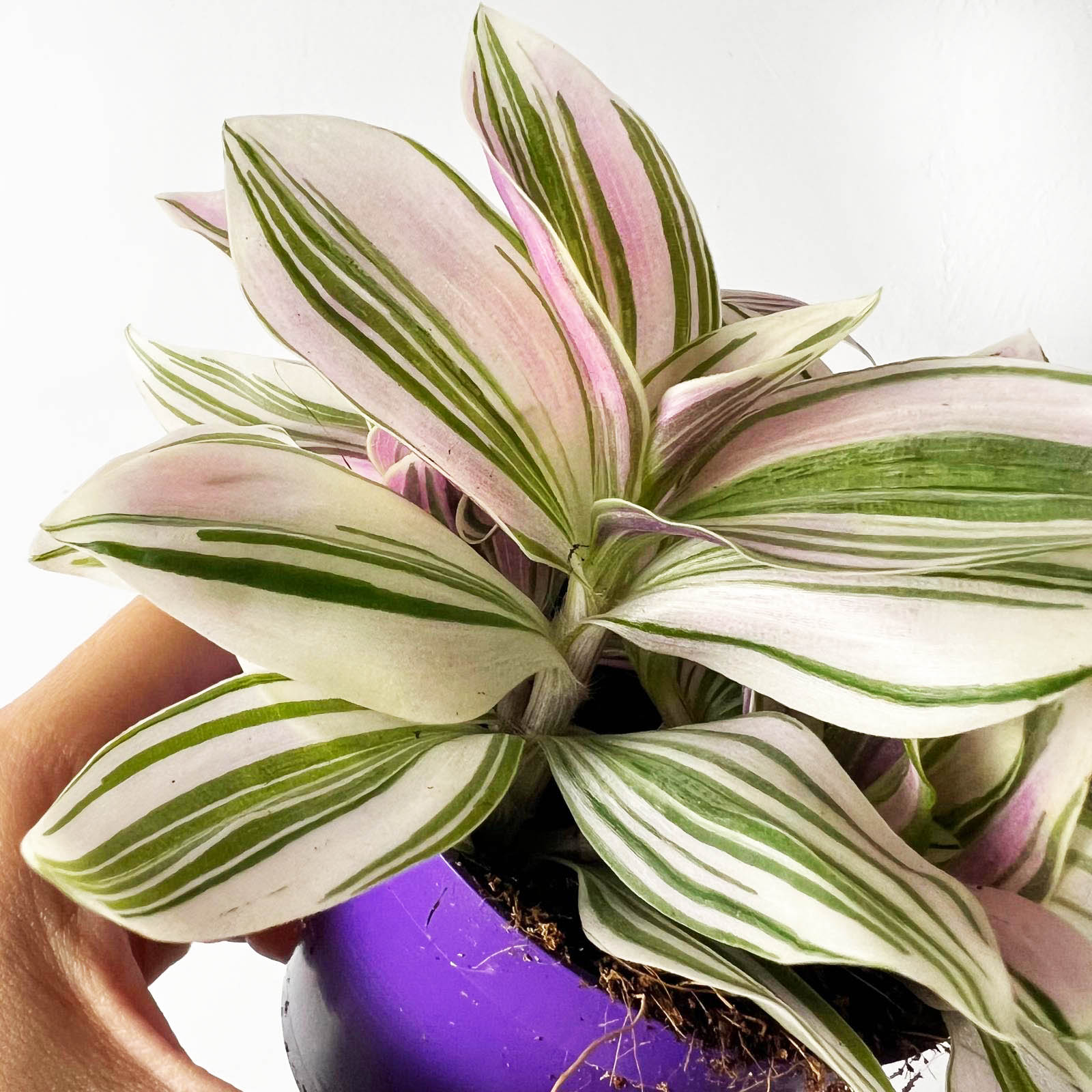 Tradescantia Spathacea Sitara
