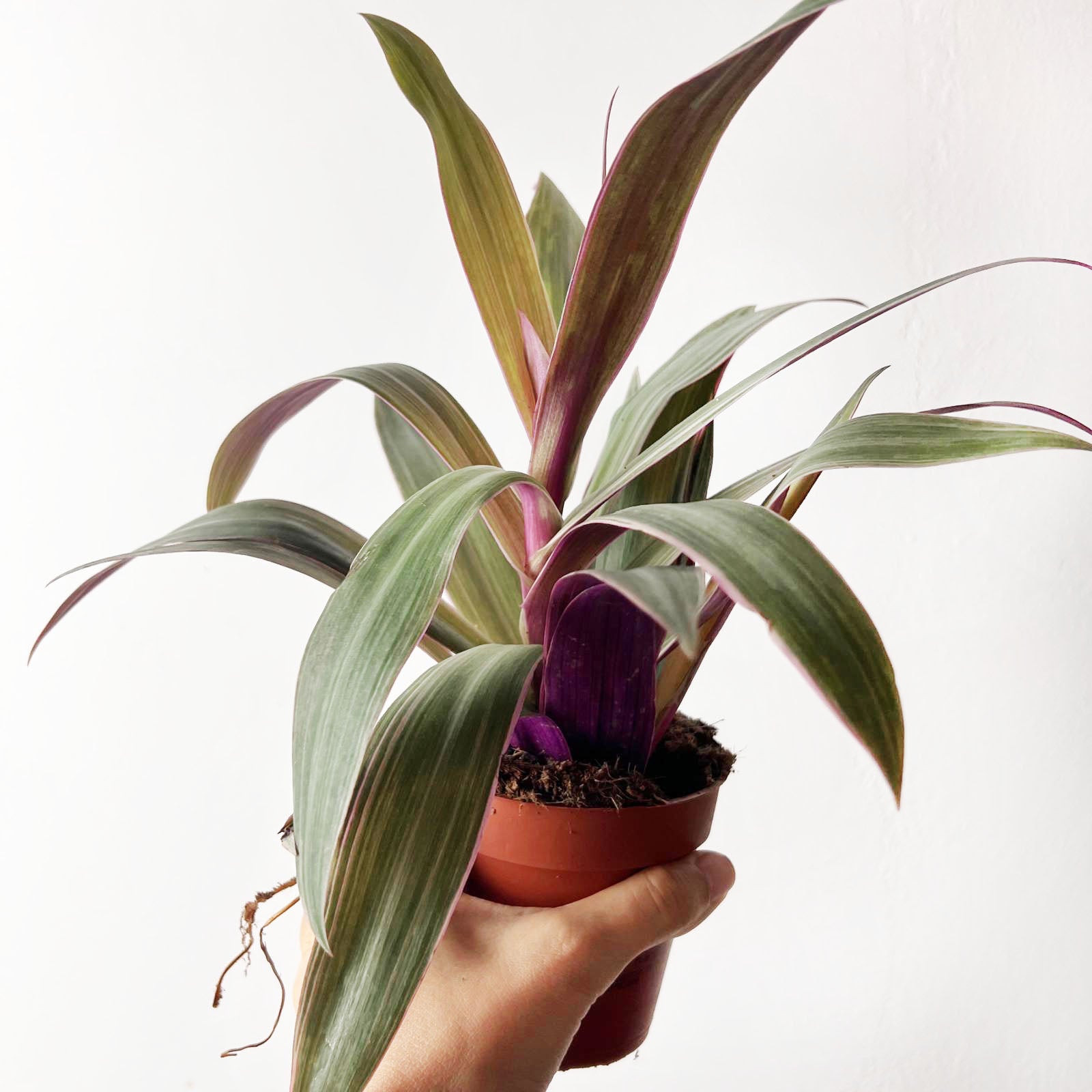Tradescantia Spathacea Sitara