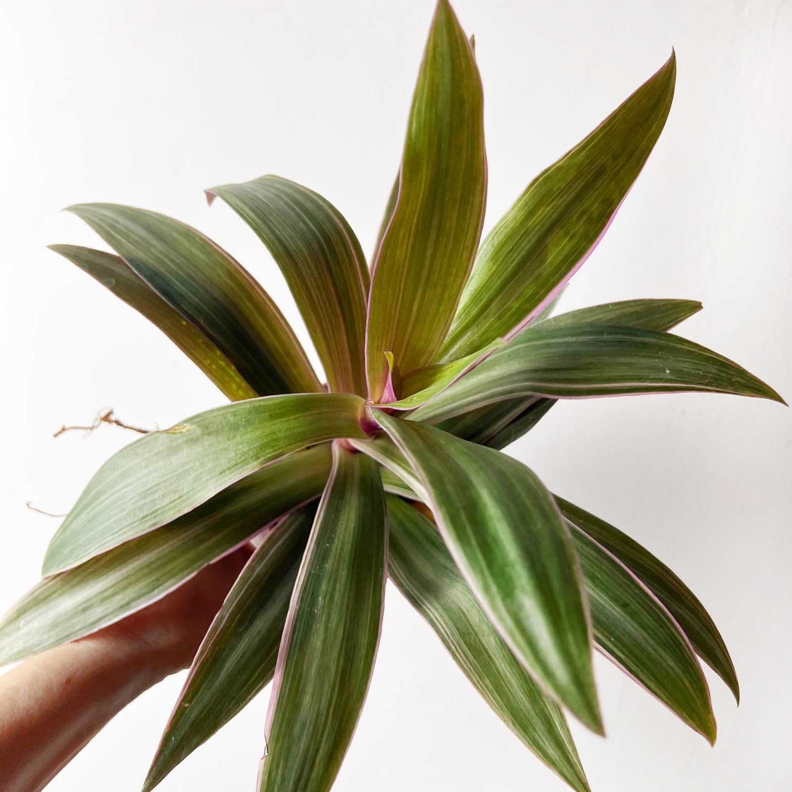 Tradescantia Spathacea Sitara